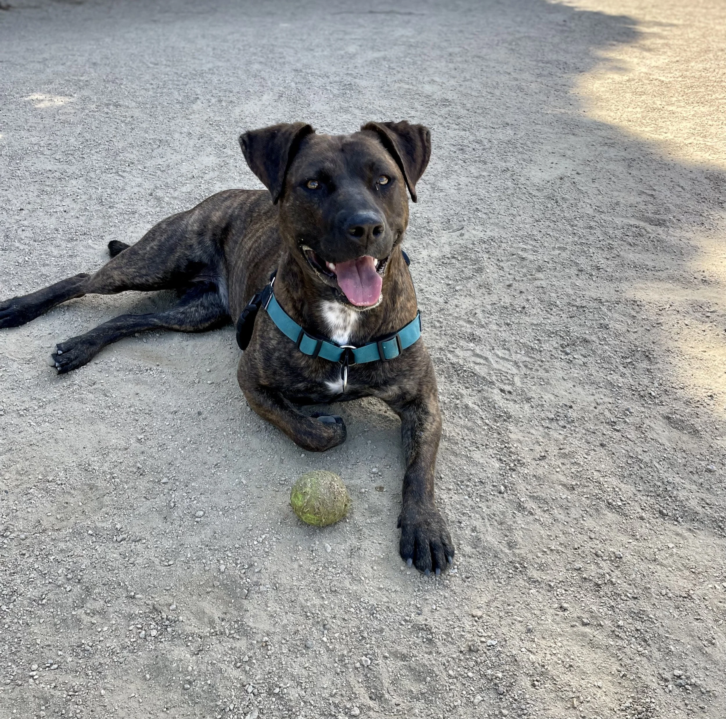 FUReverFUN Dog Care Services