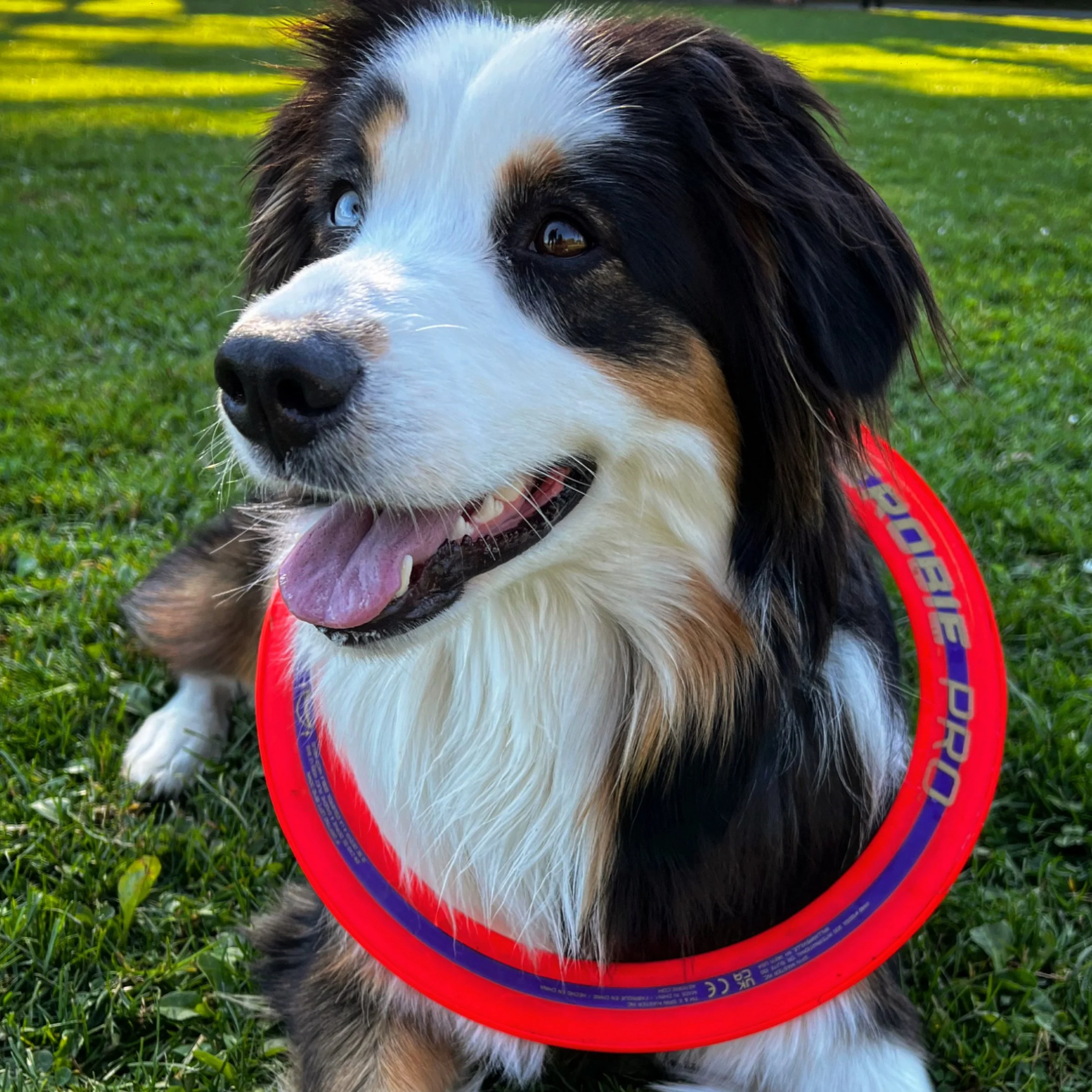 FUReverFUN Dog Care Services