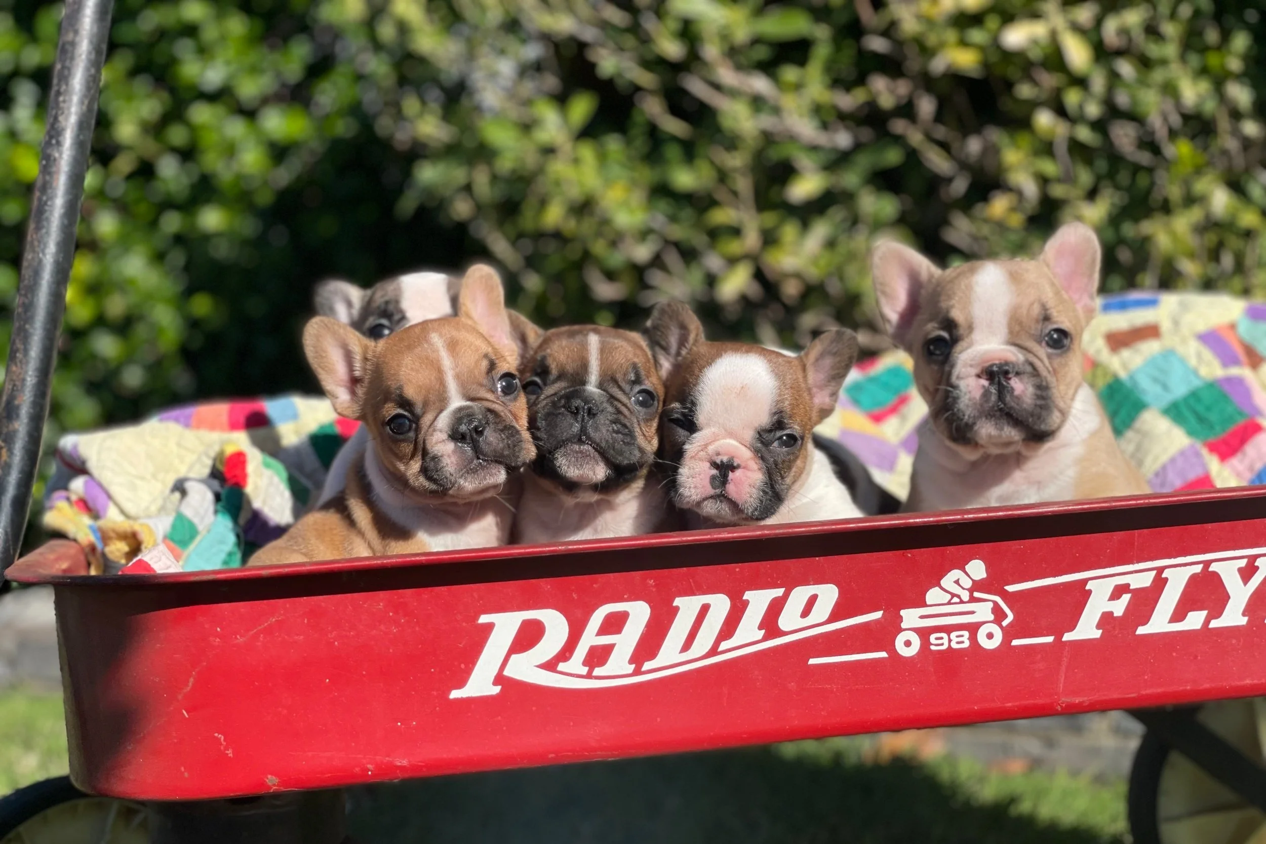 FUReverFUN Dog Care Services
