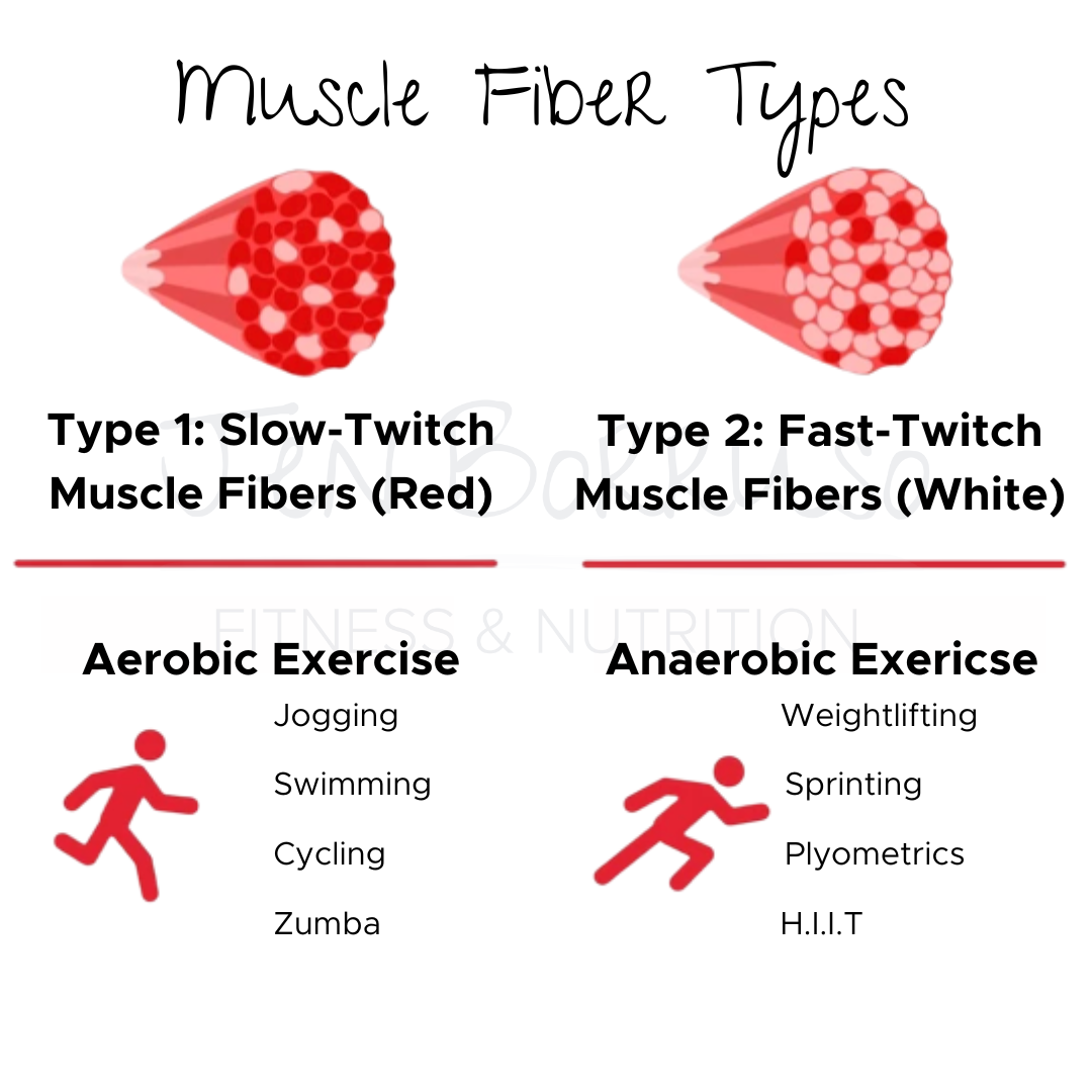 Type 1 vs Type 2 Muscle Fibers in Menopause Training — Jen Borruso Fitness