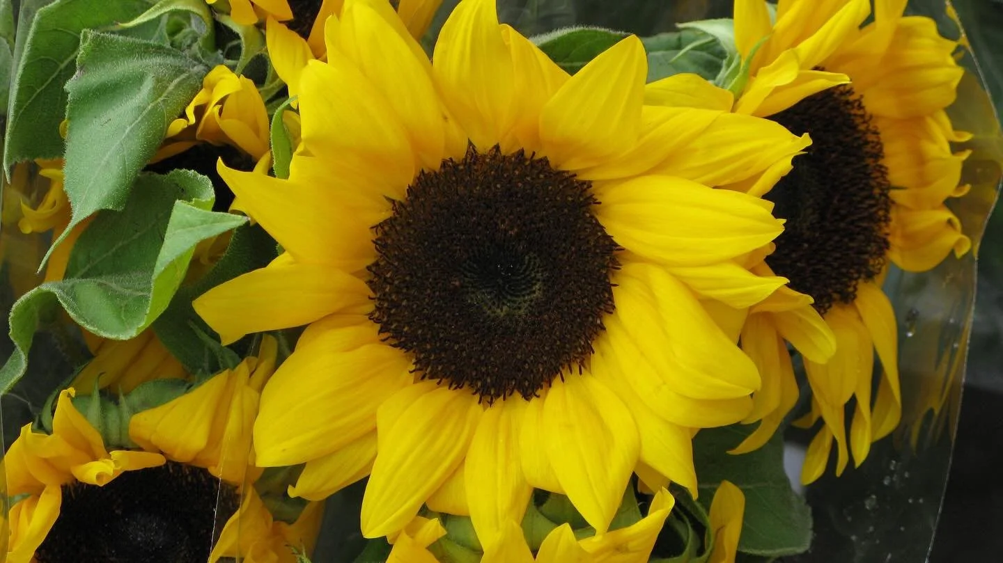 August brings its own kind of magic&mdash;sun-soaked days, open skies, and the joy of everything in full bloom. And now we step into September, carrying that light into new rhythms, fresh pages, and the cozy promise of autumn&rsquo;s unfolding. The m