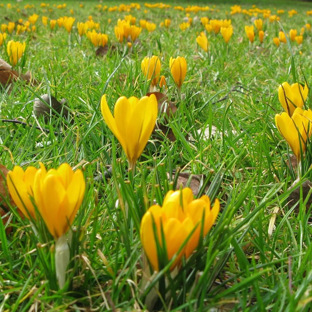 I love spring&mdash; we are growing-expanding&mdash; our homeschool is finding new ways, and new opportunities&mdash; I am starting more creative adventures and I love it 🥰