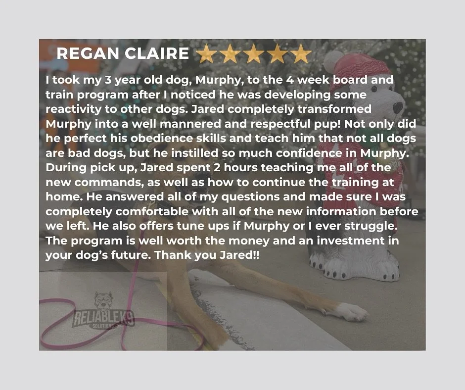 Murphy was a very rewarding dog to work with. He was slow to warm up to me, but once I earned his trust, we were best buds. It was so fun watching his confidence increase week by week as he developed new skills.