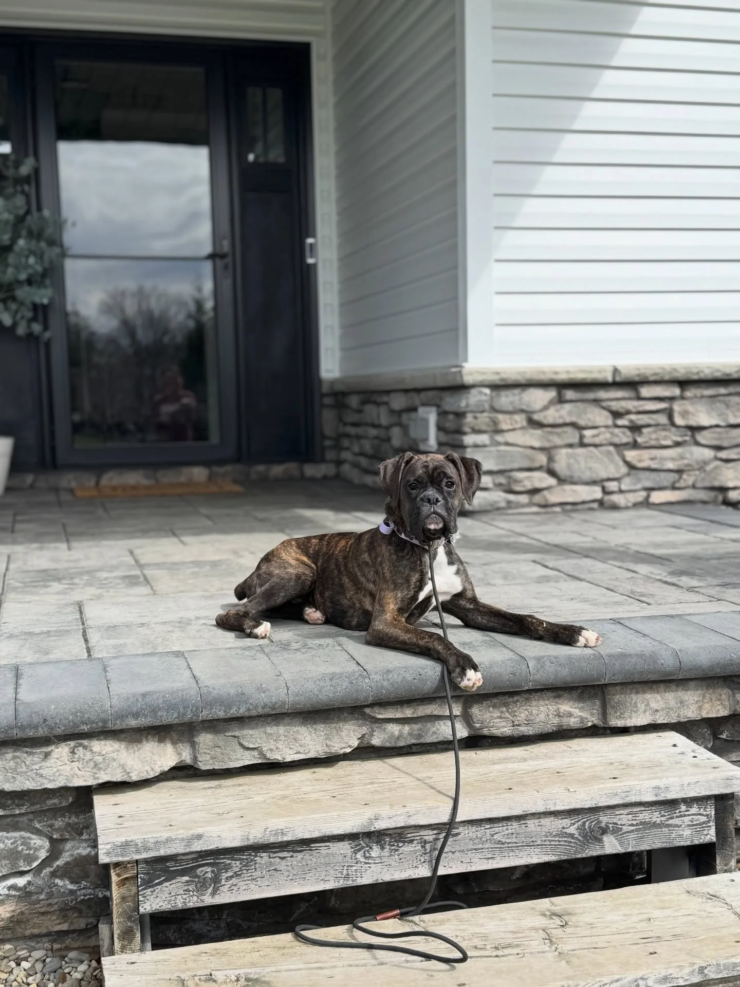 Piper is back home living her best life after her 3 week Board and Train.
