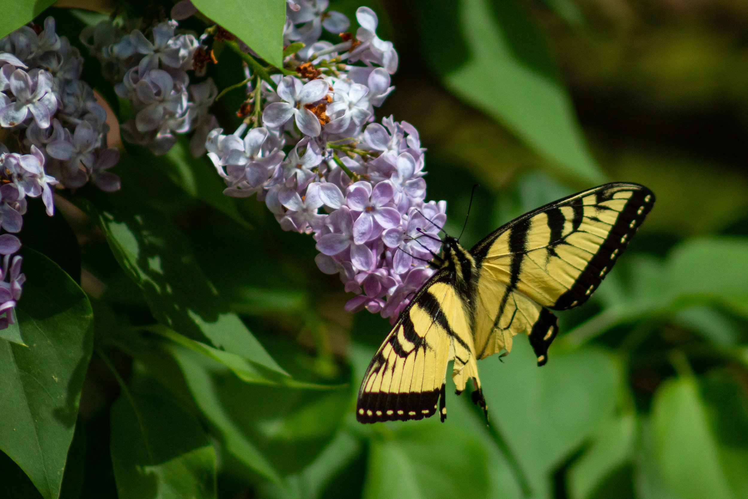 Eastern Tiger Swallowtail Butterfly