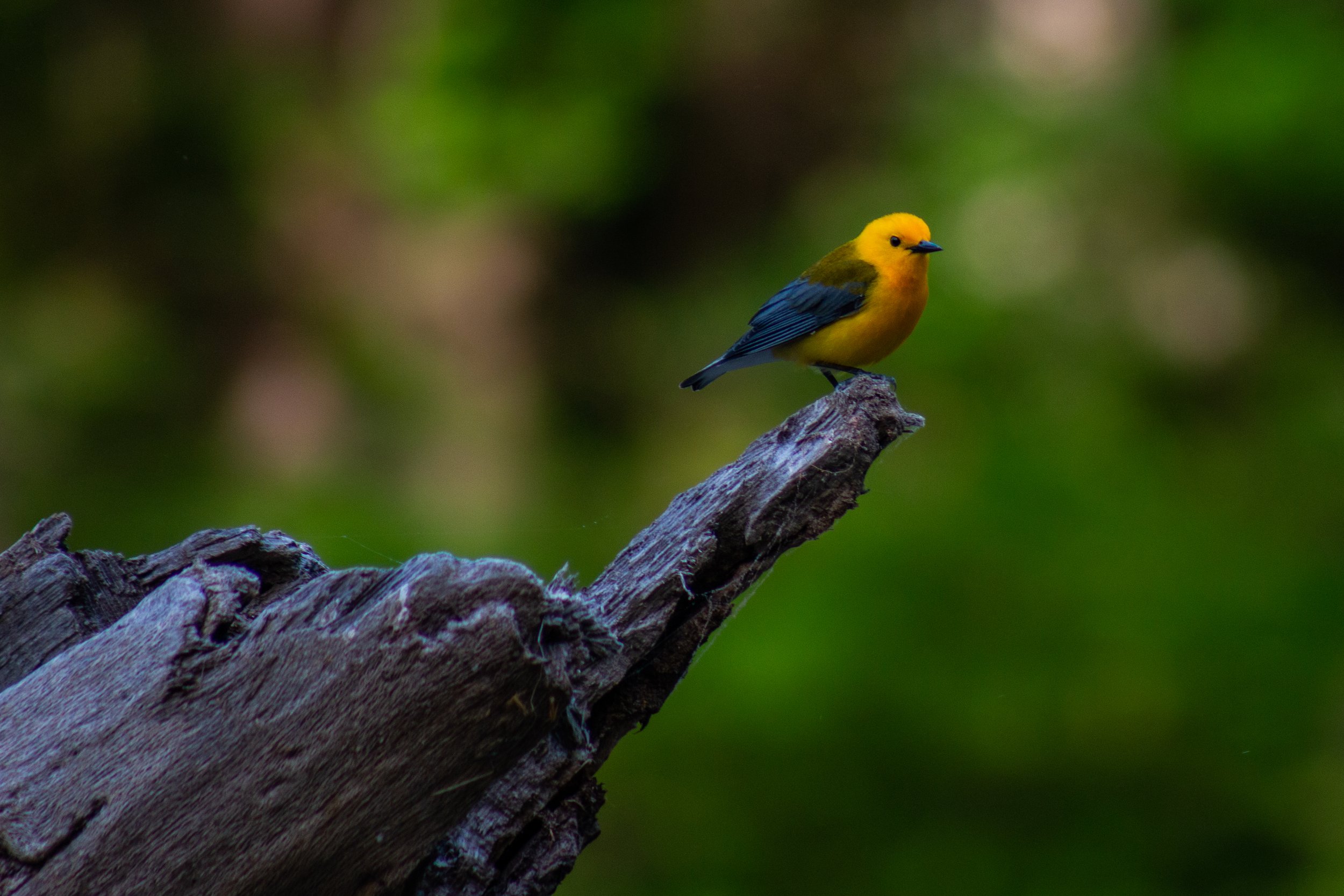 Prothonotary Warbler Sitting