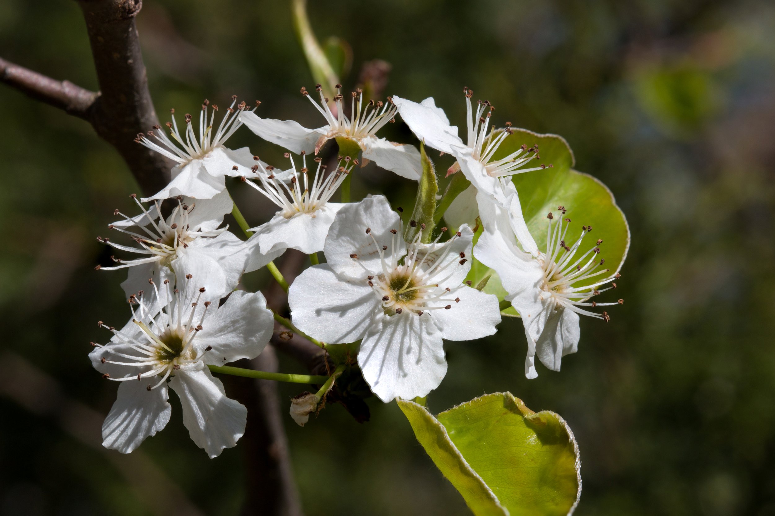 Bradford Pear Flowers Close-Up