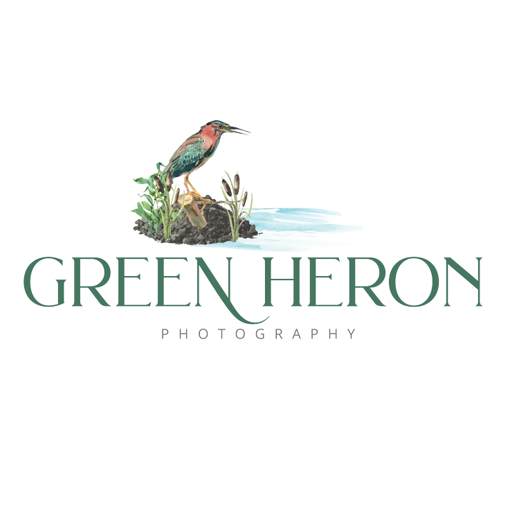 Green Heron Photography