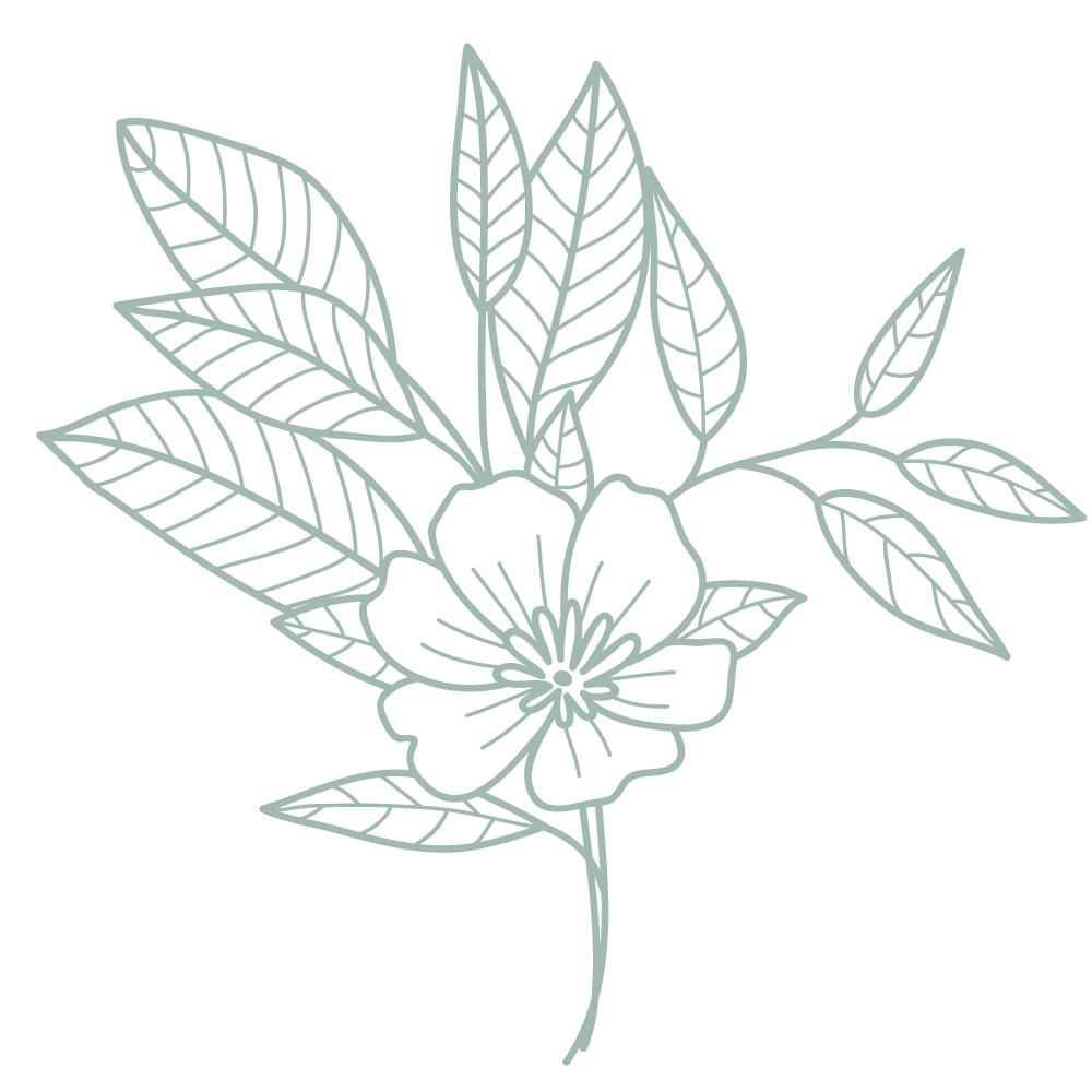 Pale green line drawing of flower and leaves highlighting private piano lessons for all ages in West Roxbury, MA