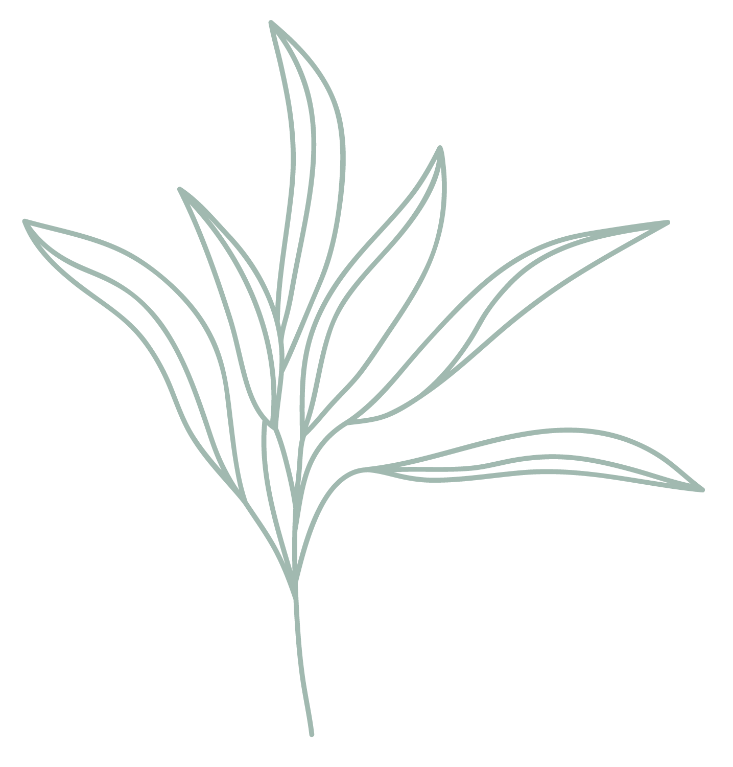 Mint green line drawing of leaves accenting voice lesson students of Katie Jillson near Roslindale, MA.