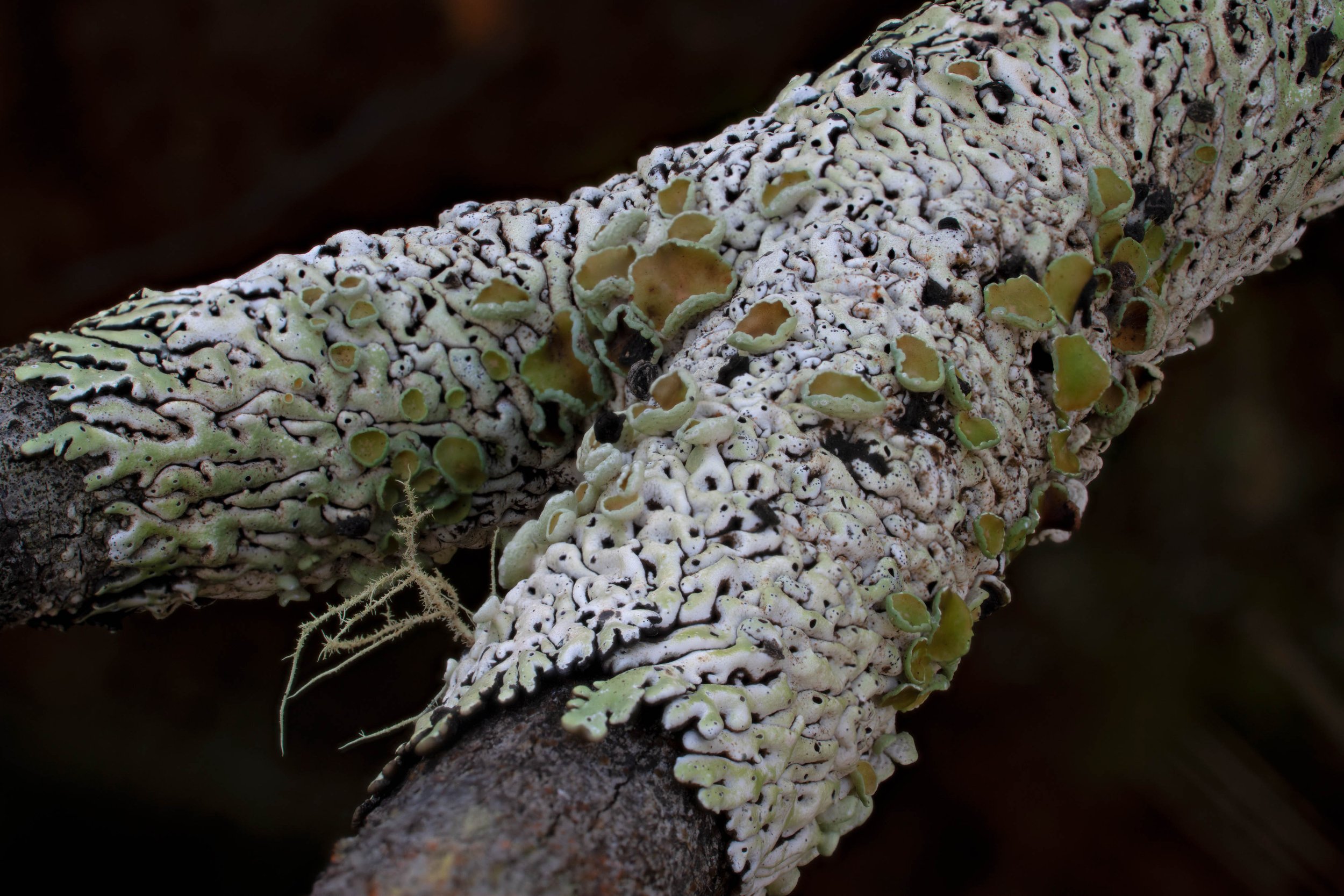 DSC01102-_Lichen_Gloucester Tops_NSW.jpg