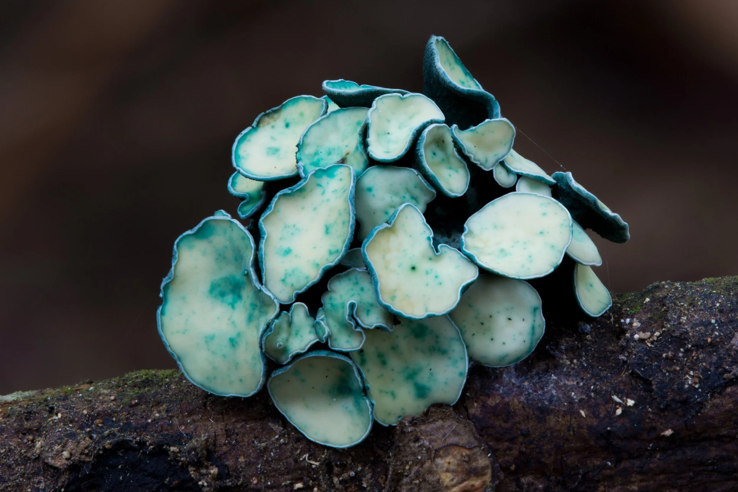 C146404-Chlorociboria-aeruginascens_Yunnan_China_Stephen-Axford.jpg