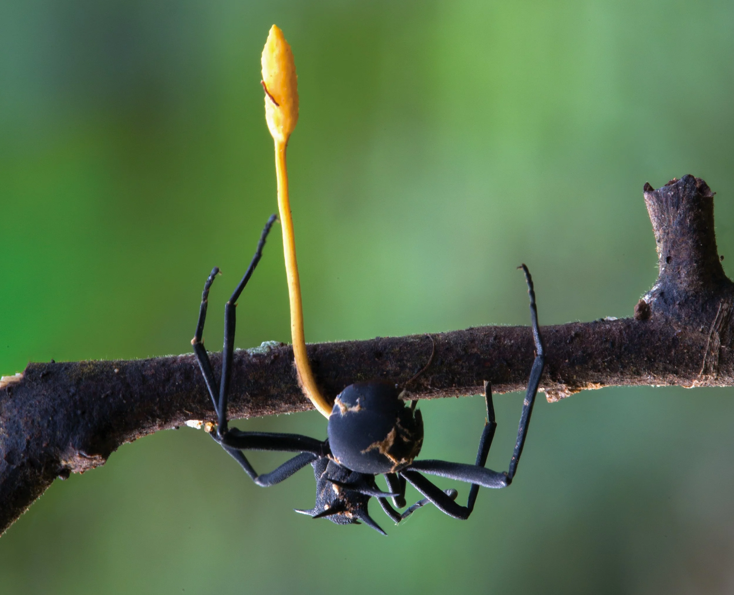 C148853-Ophiocordyceps-formicarum_Thailand_Photo-Stephen-Axford.jpg