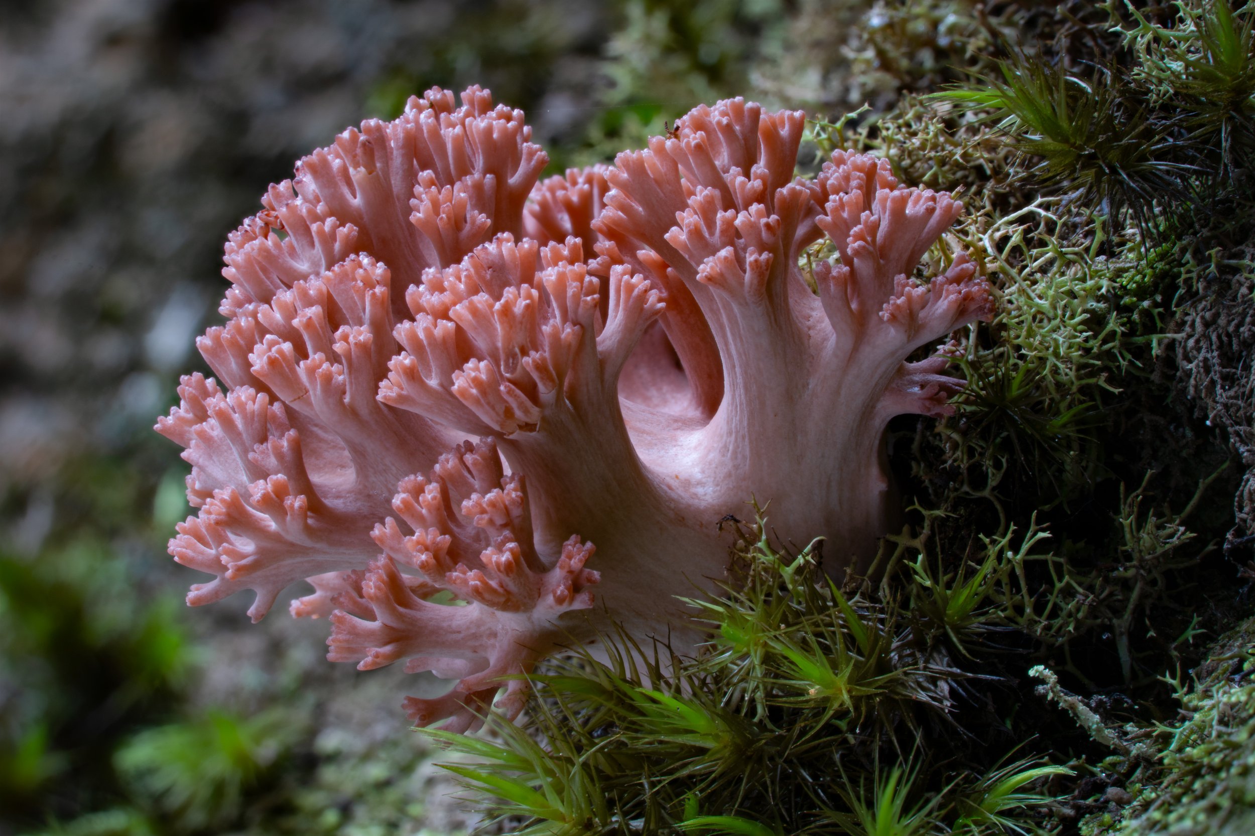 DSC00173-Ramaria-sp_Tas_Photo-Stephen-Axford.jpg