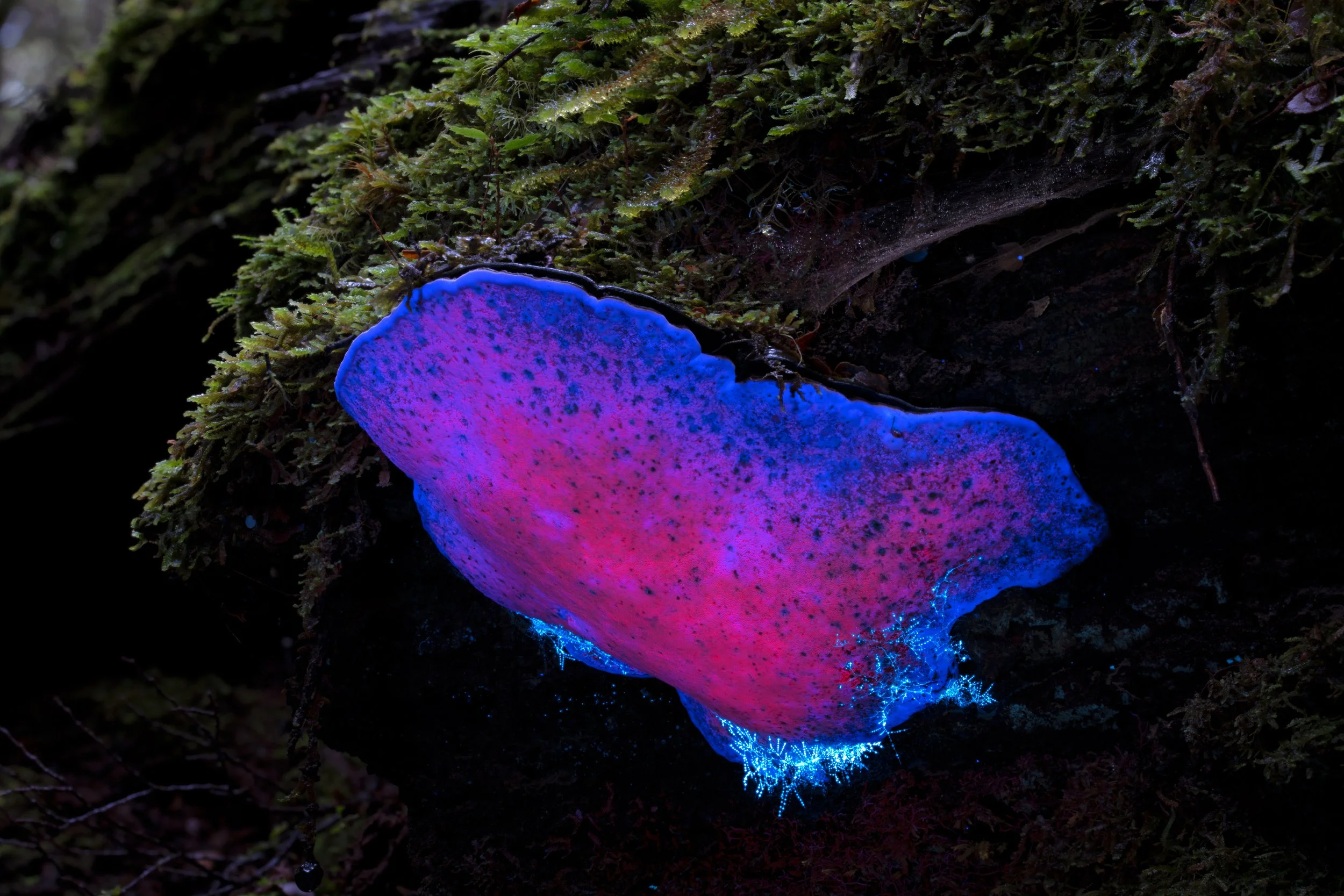 DSC08751-Ganoderma sp under UV light_Tas_Photo Stephen Axford.jpg