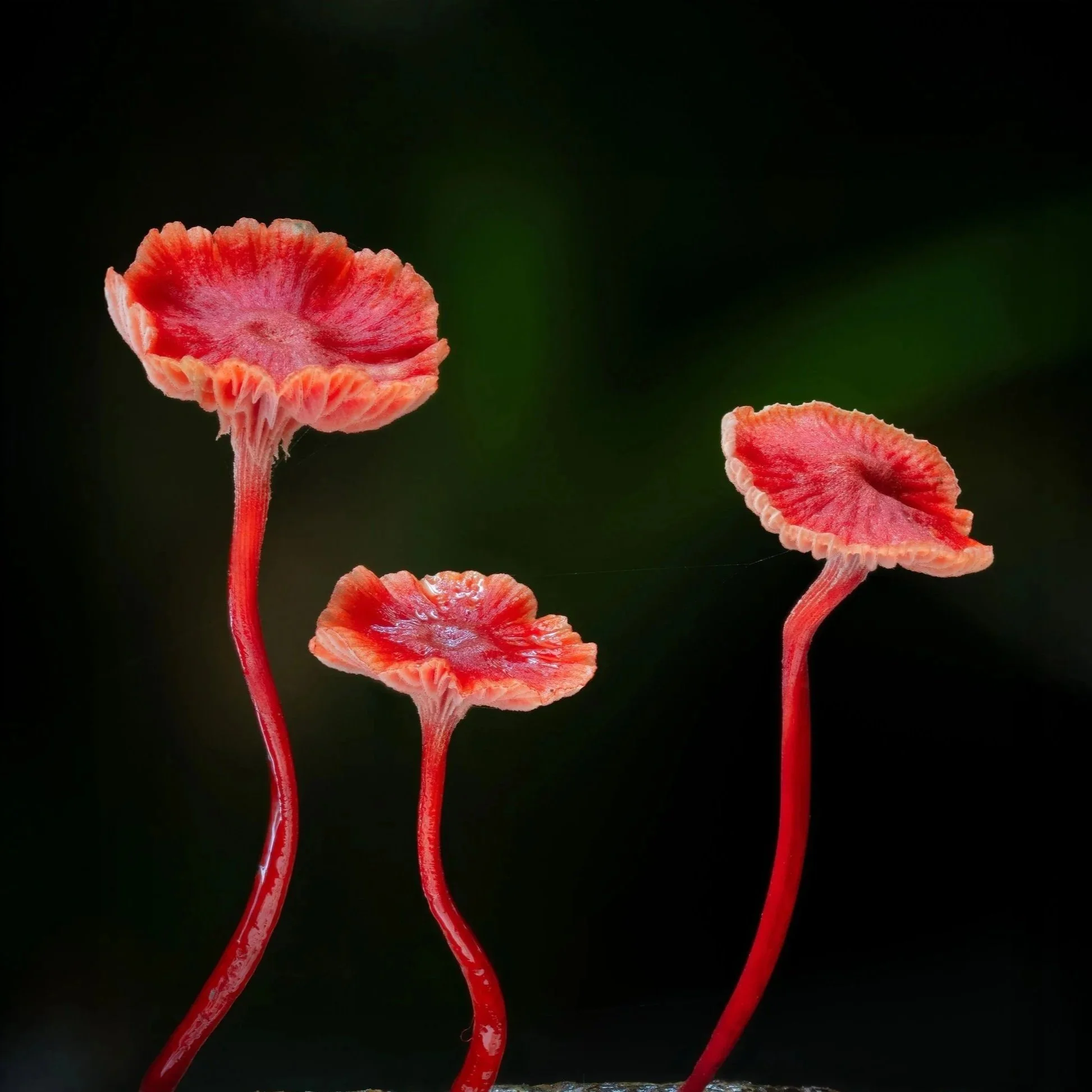 🎄🍄 Festive season greetings from Planet Fungi 🍄🎄