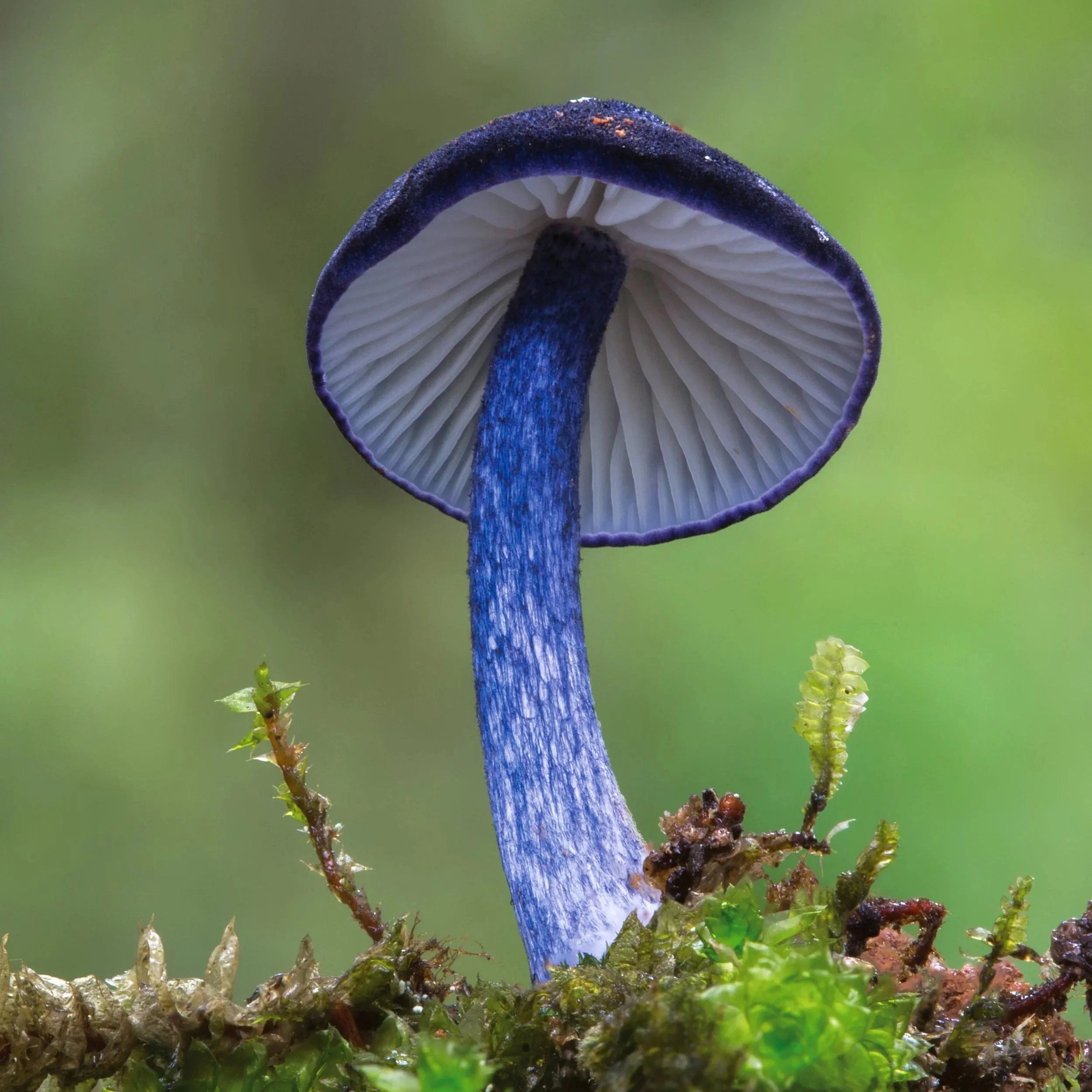 C149184-Entoloma-eugenei_Yunnan_China_Photo-Stephen-Axford.jpg