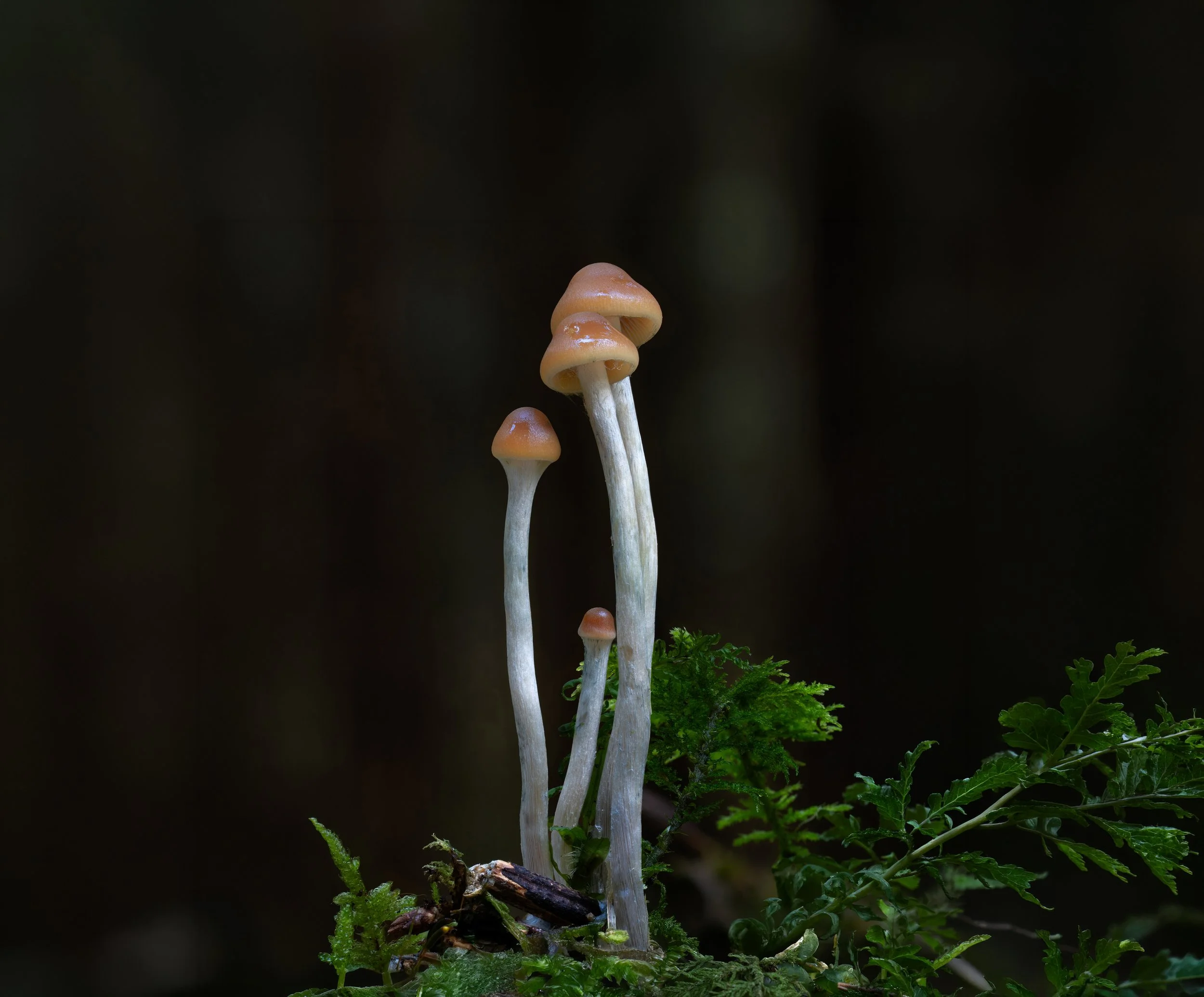 Rising Stars of Fungi Photography