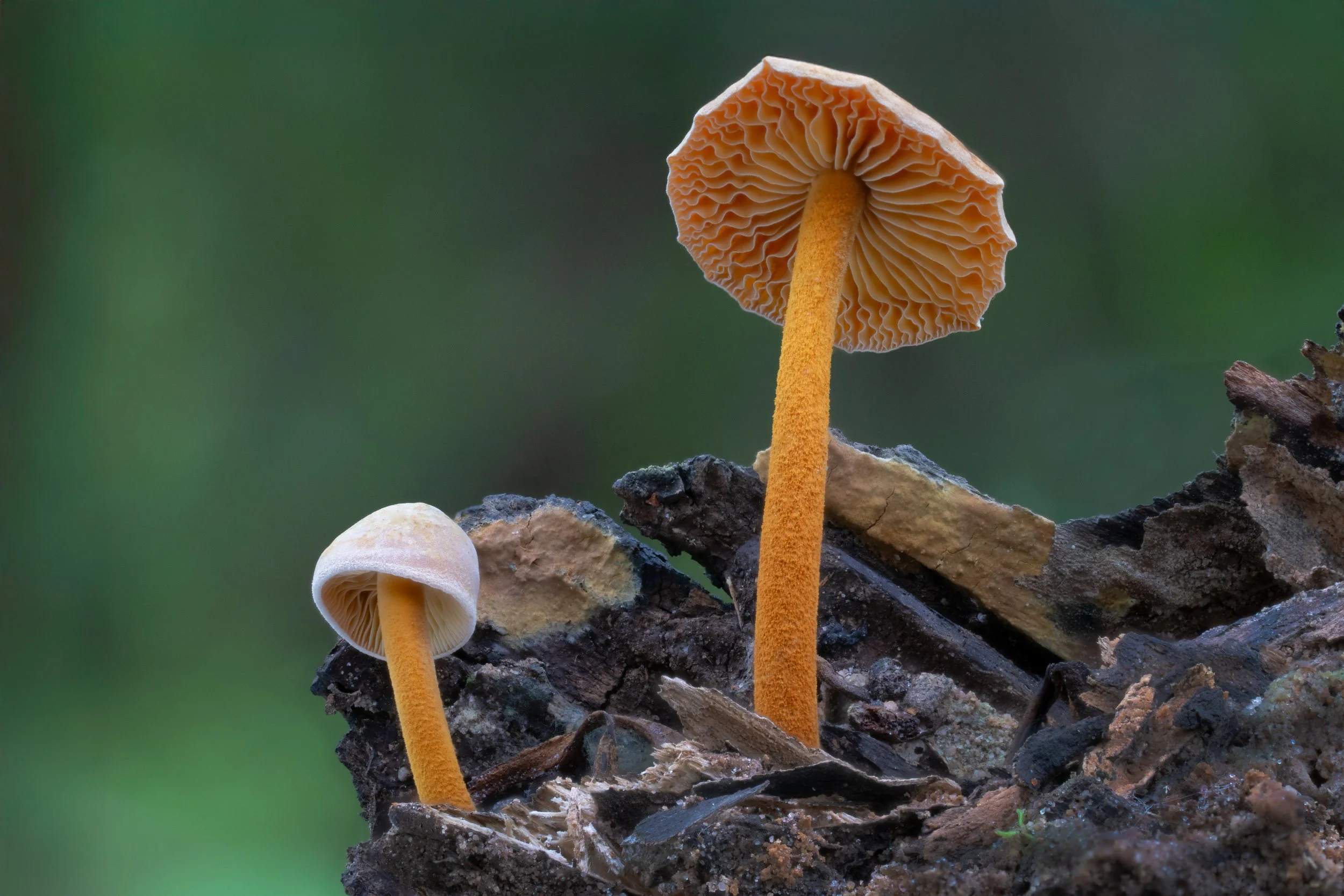 DSC08485-HELICON-Unidentified-sp-4K.jpg