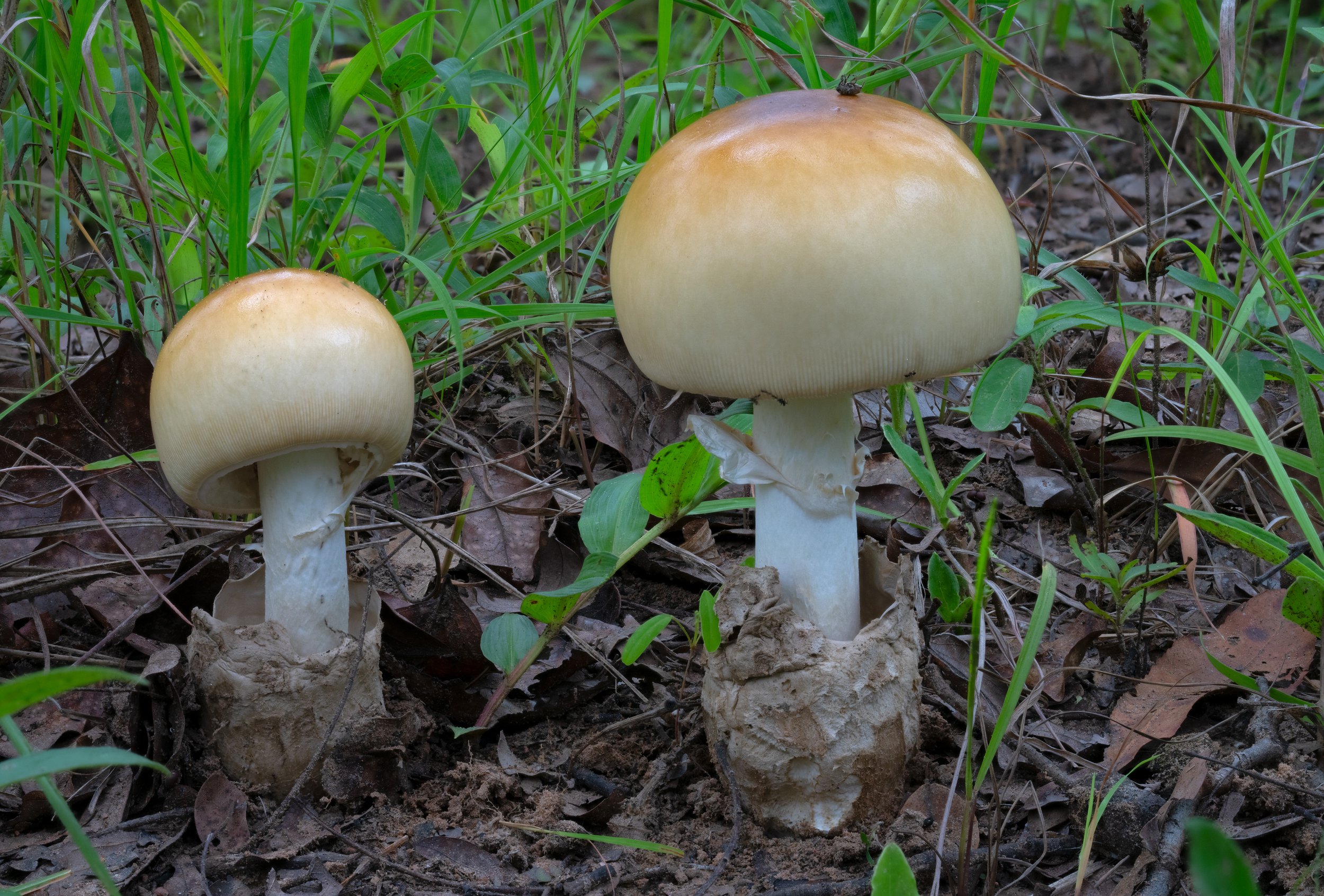 DSC03497-helicon-Amanita-loosii-4K.jpg
