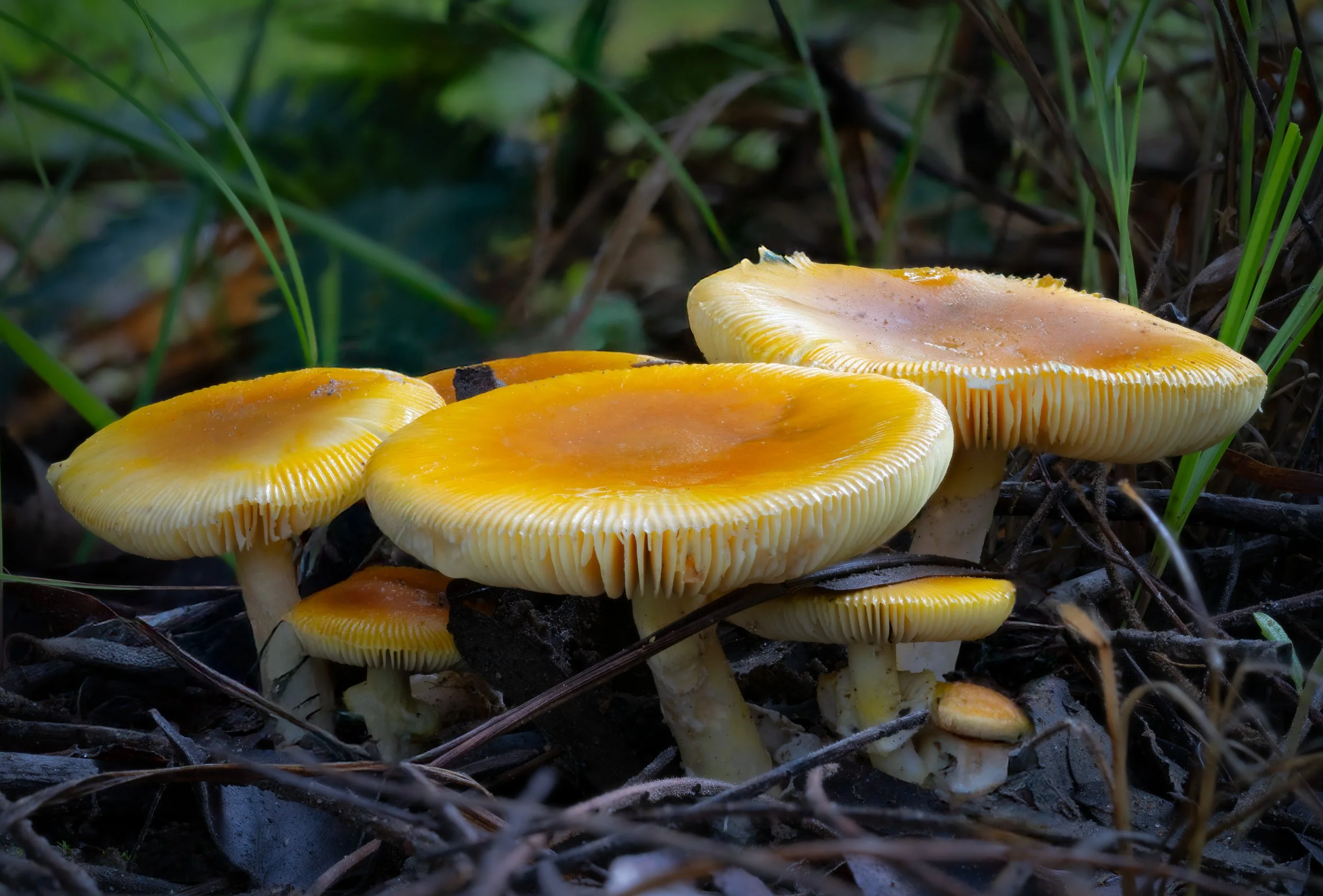 DSC07776-HELICON-Amanita-sp-4K.jpg
