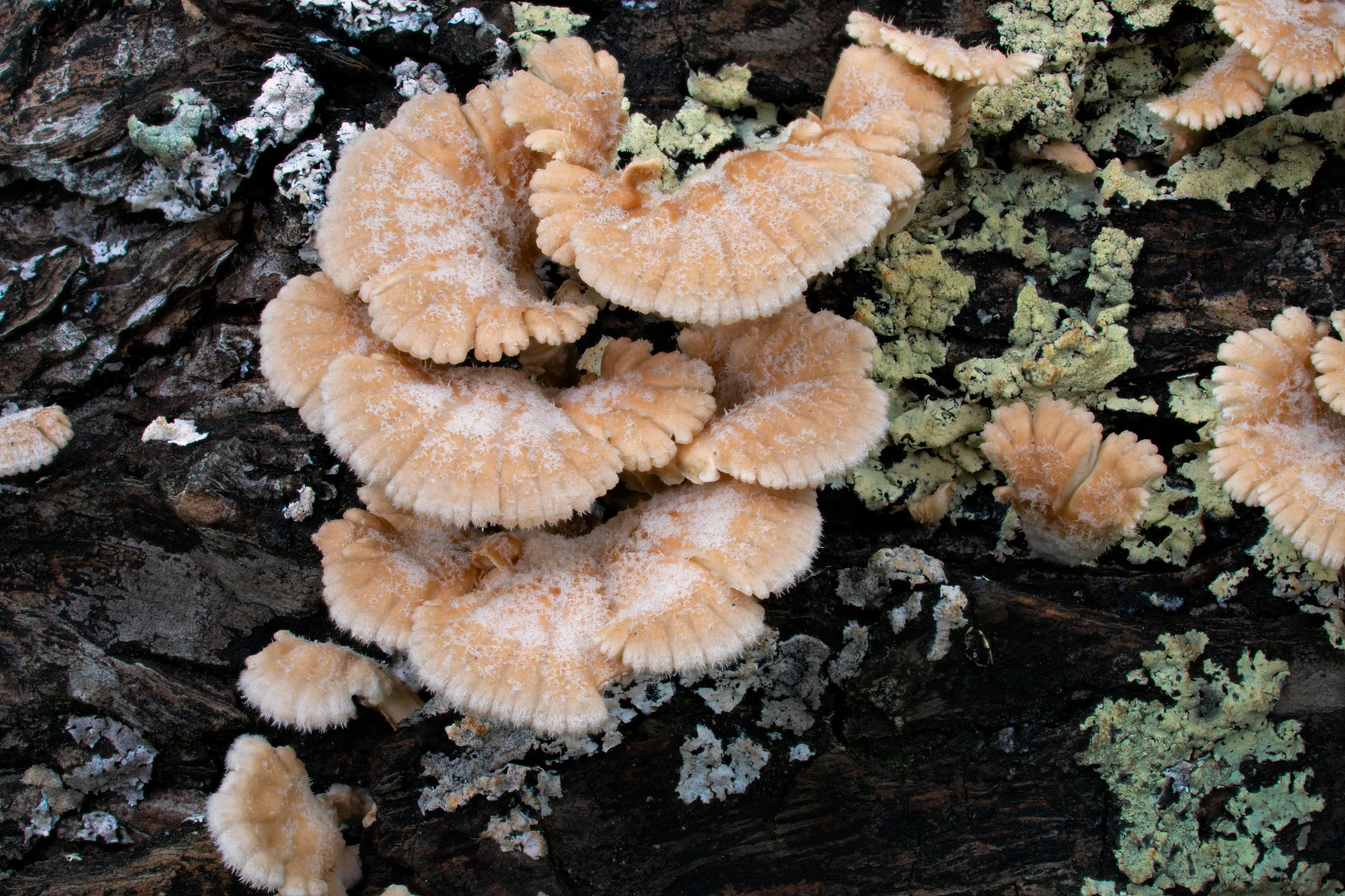 DSC04546-helicon-Schizophyllum-commune-4K.jpg