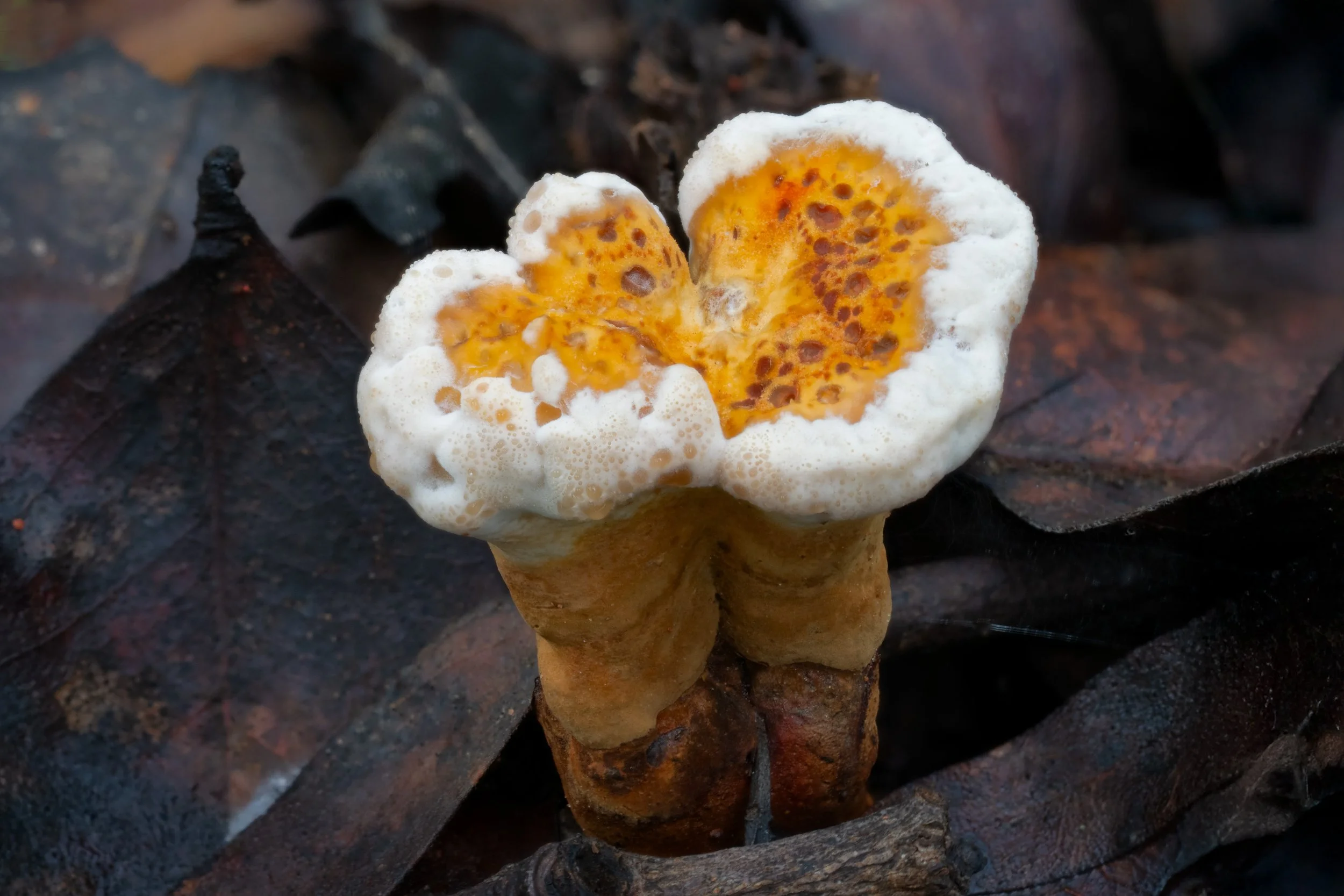 DSC03890-HELICON-Ganoderma-sp-4K.jpg
