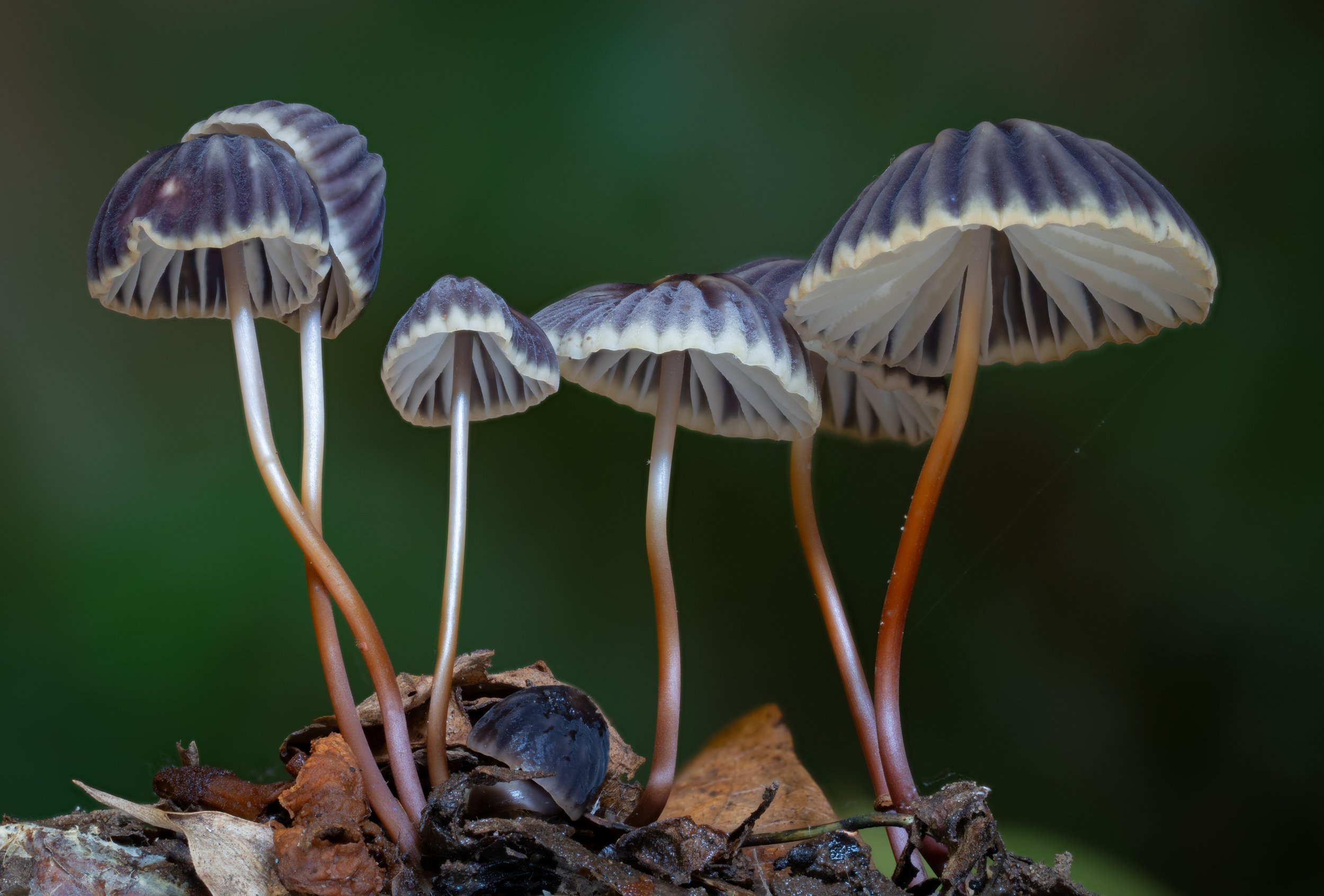 DSC03397-HELICON-Marasmius-becolacongoli-4K.jpg