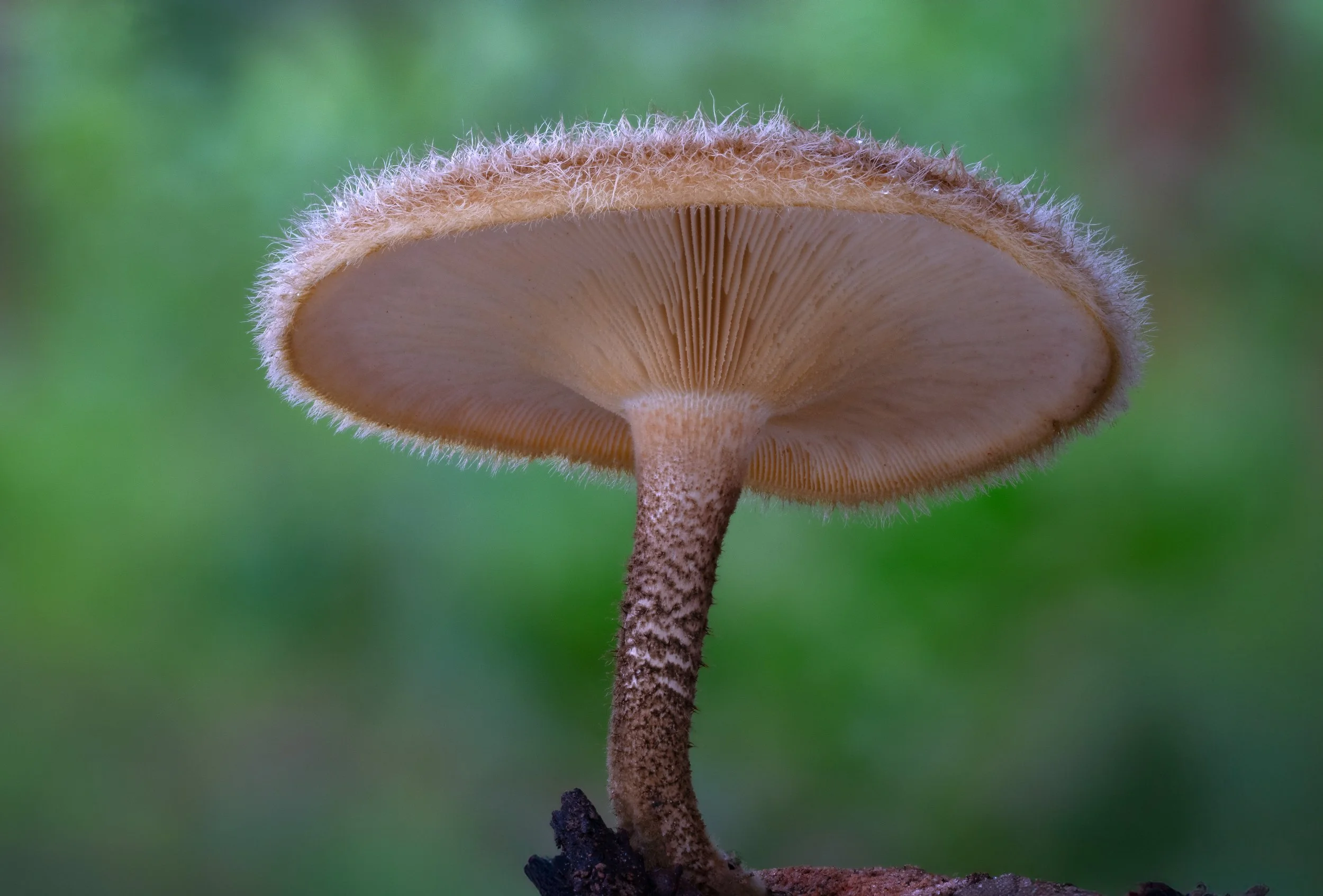 DSC00902-HELICON-Lentinus-sp-4K.jpg