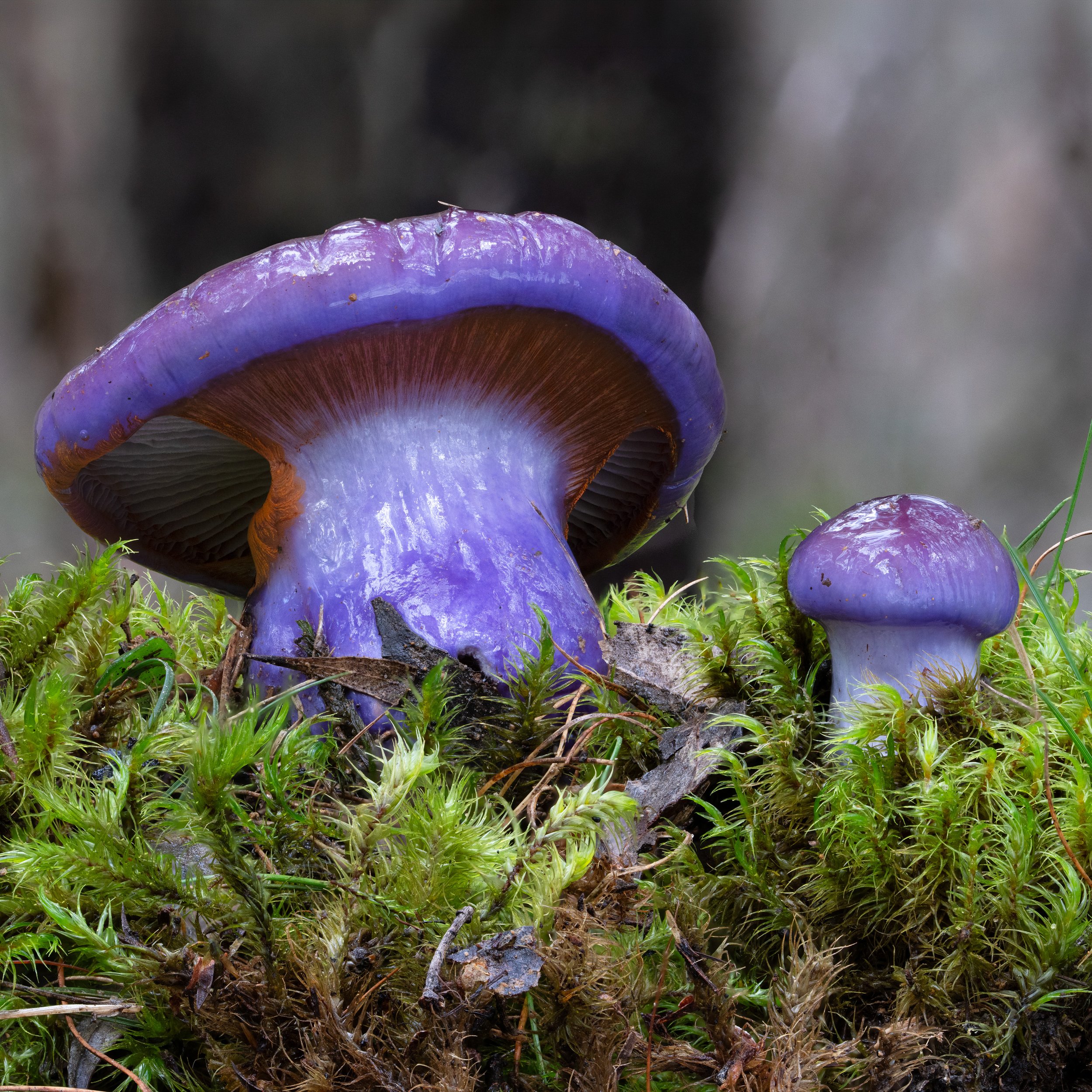 DSC07363-HELICON-Edit.jpg