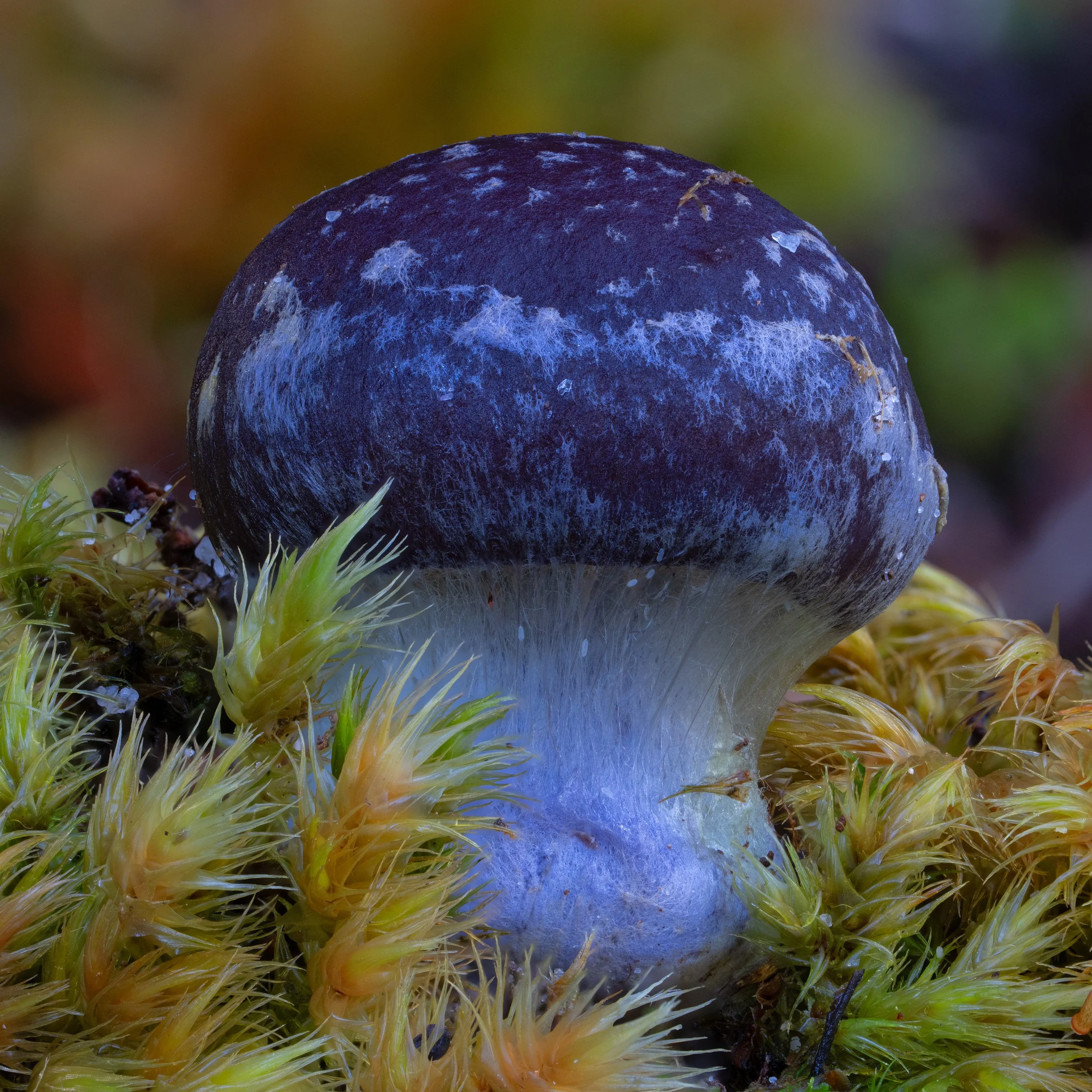 DSC05088-HELICON-Edit.jpg
