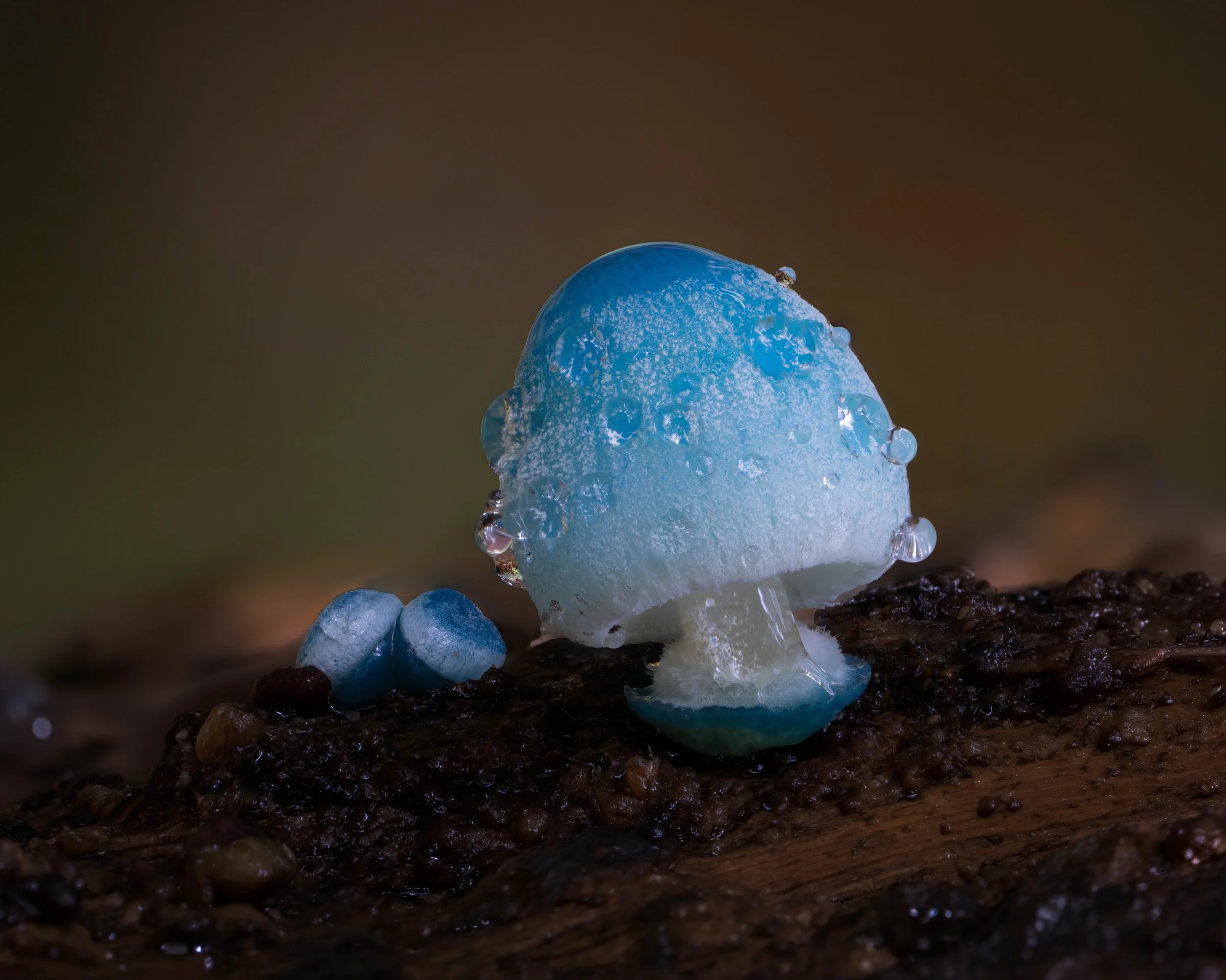 Name that Mushroom!