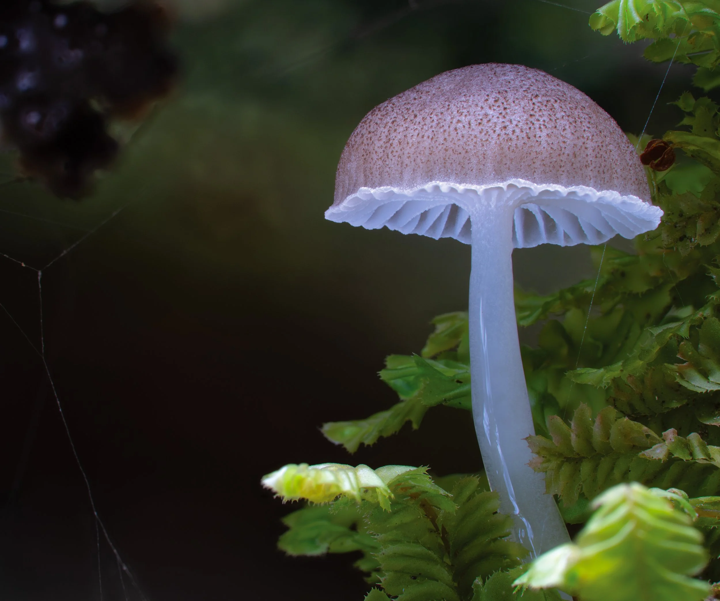 DSC09052-Roridomyces austrororidus _NSW_photo-Stephen-Axford.jpg