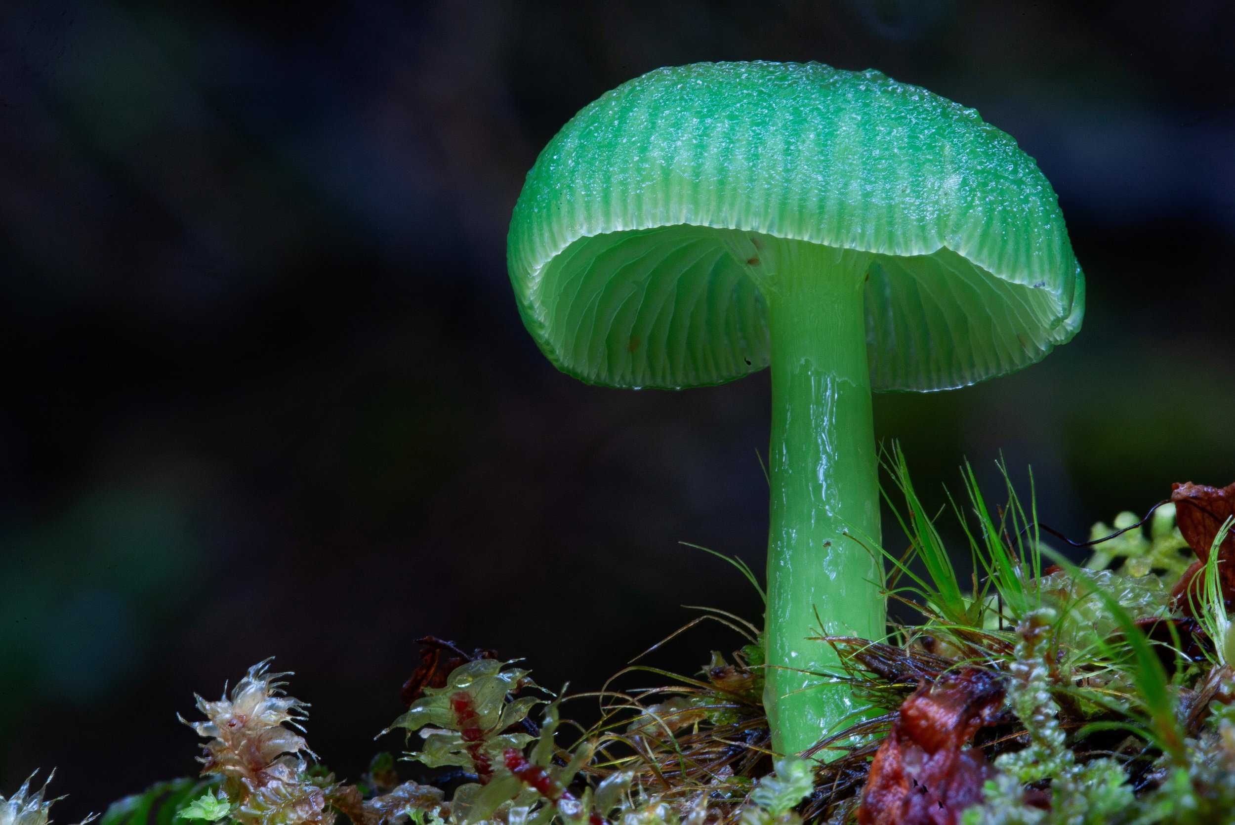 MG_2373-_Gliophorus graminicolor_Australia_Photo-Stephen-Axford.jpg