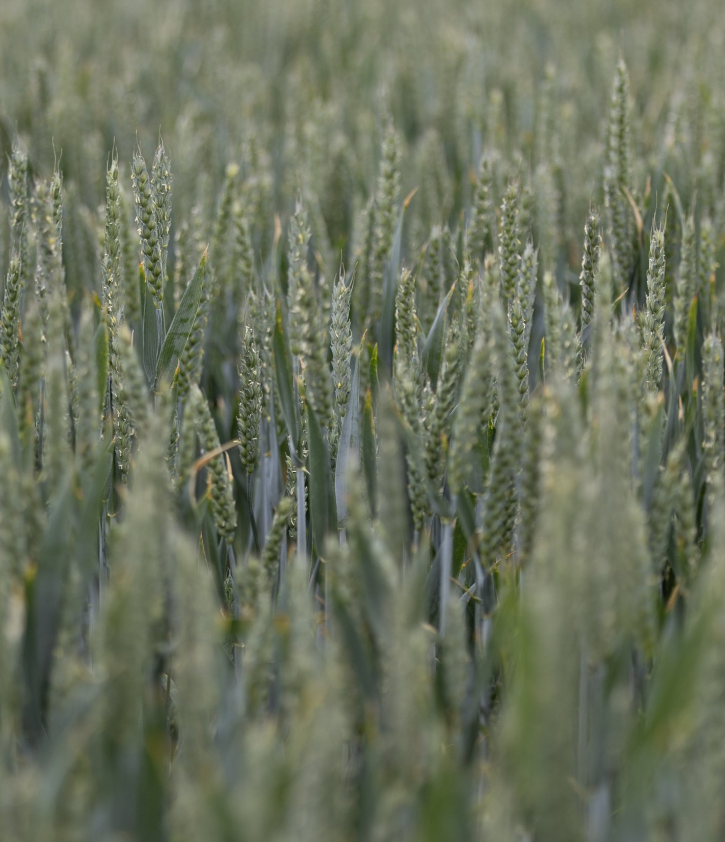 Grounded ‘Live’: Is no-till enough? 