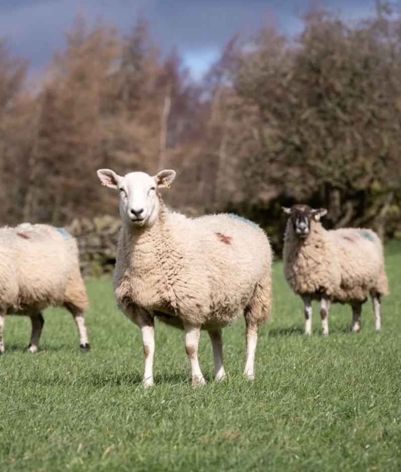 Grounded ‘Live’: Debunking the myths about regenerative farming