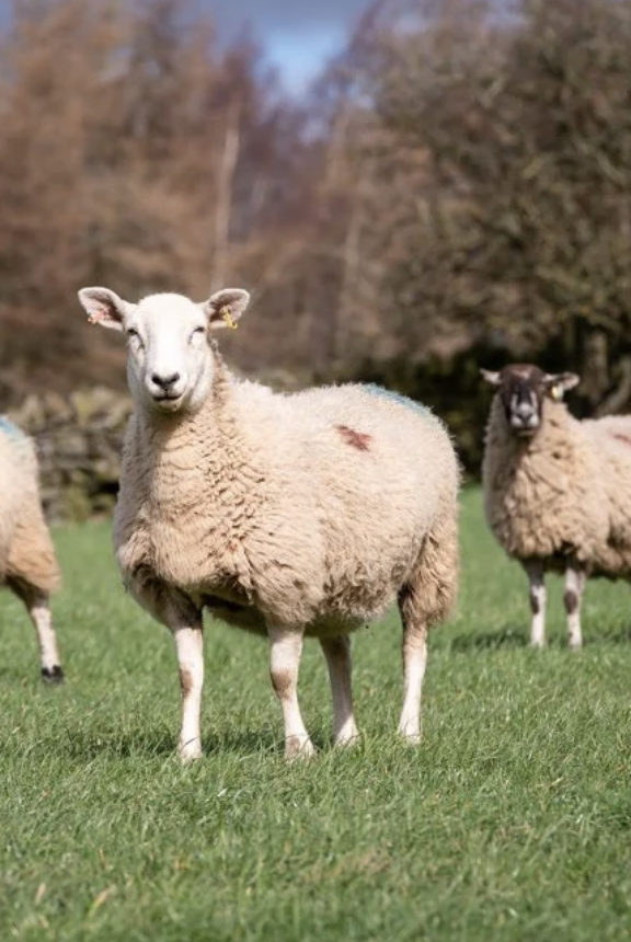 Regenerate Outcomes collaborates with Woolkeepers