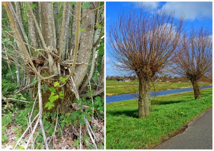 coppice-pollarding.jpg