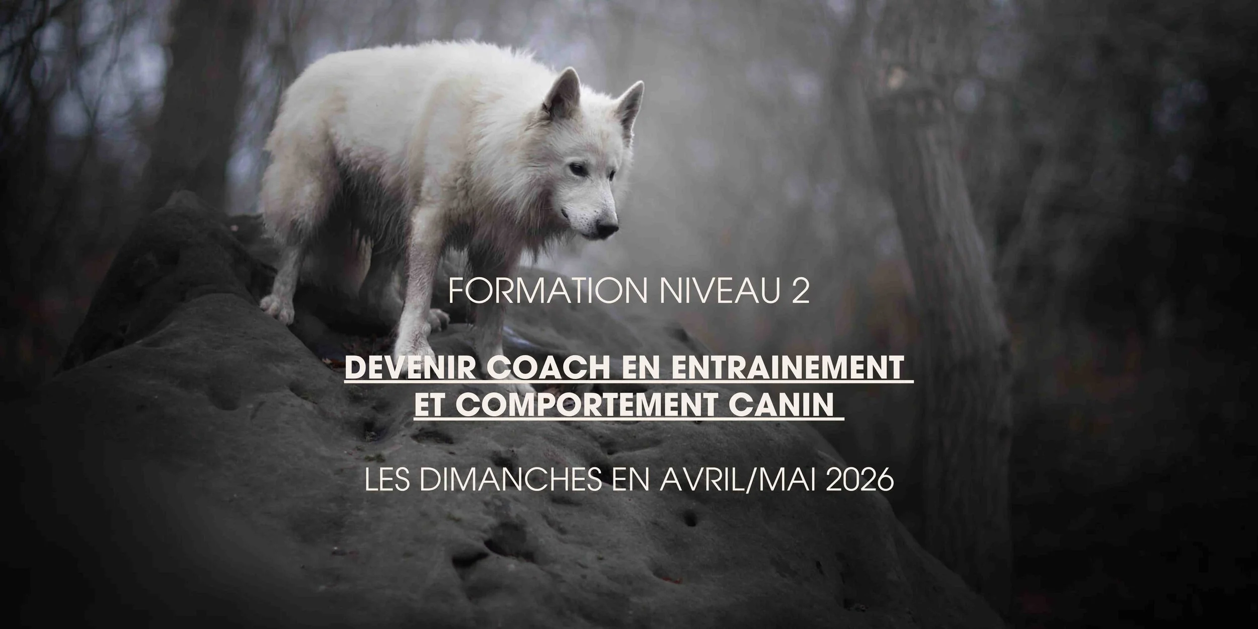 Formation “Devenir coach canin” Niveau 2 