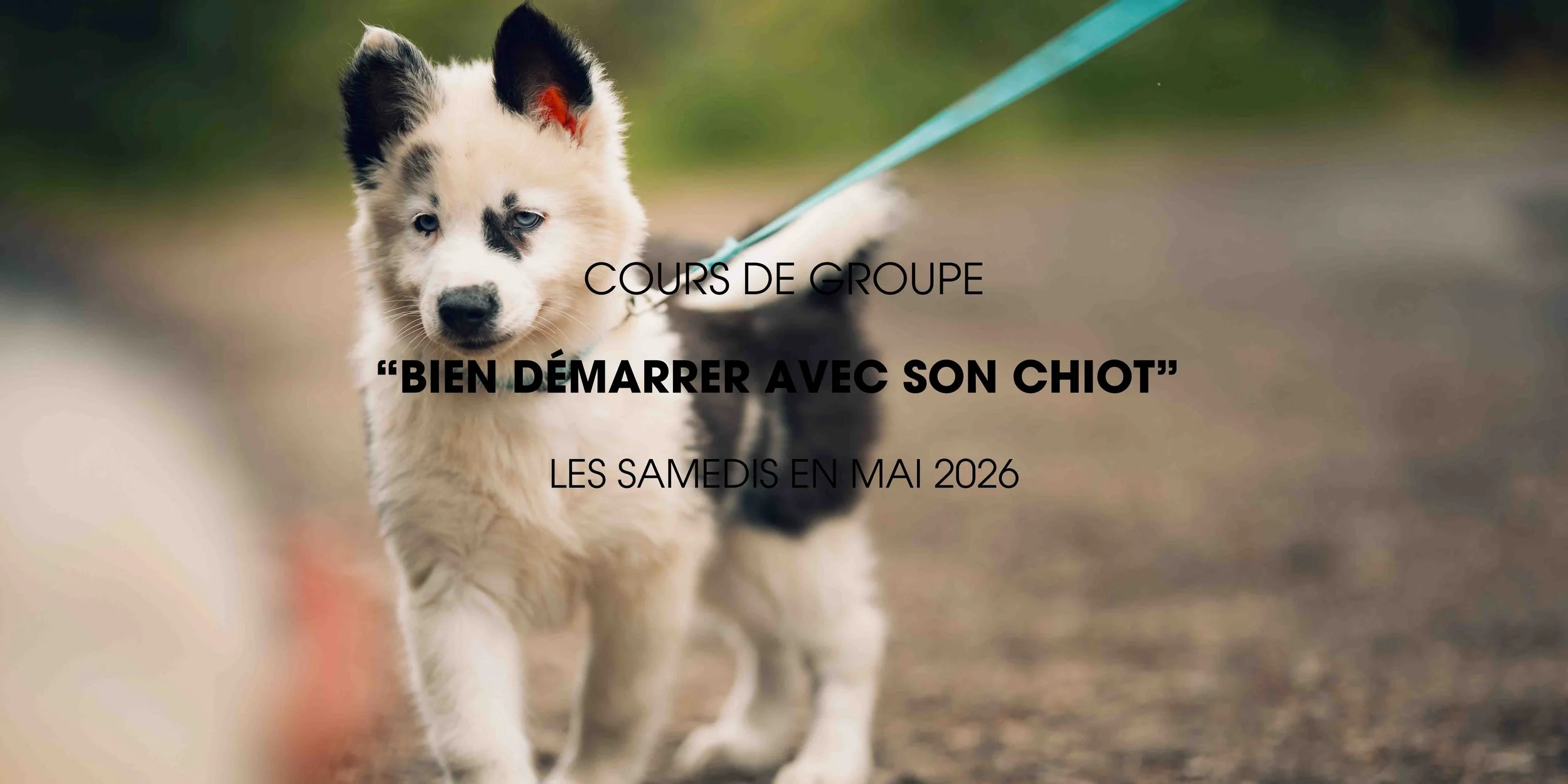 Formation intensive &amp; cours de groupe “bien démarrer avec son chiot” 