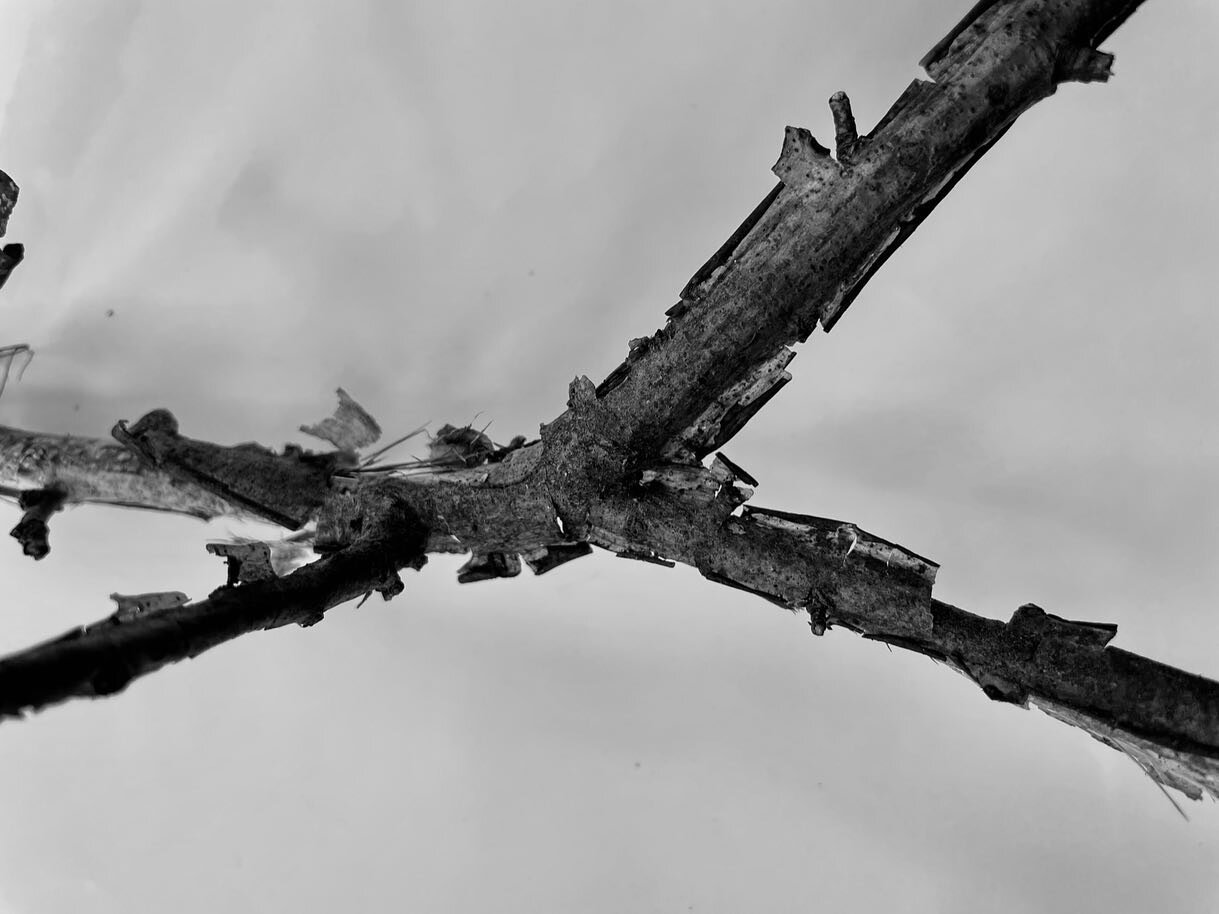 picture of a branch

extract the form 

shape the form 

multiply the form 

cut the form 

celebrate the form