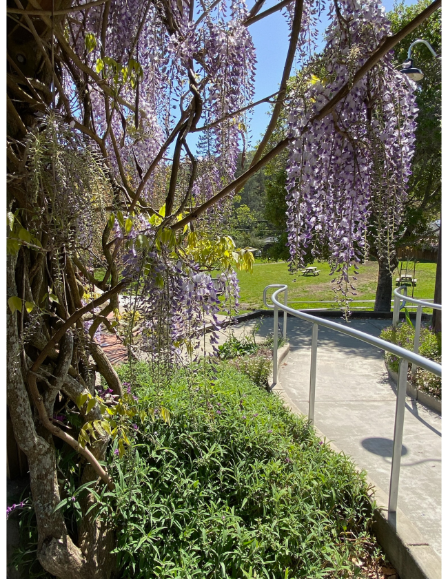 About — Homestead Valley