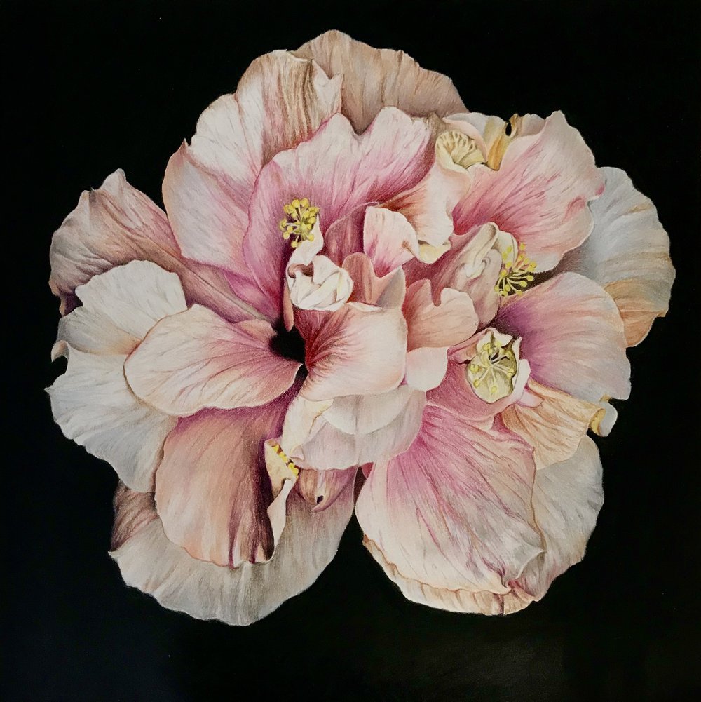 Alcea Rosea
10in*10in
Color pencil on paper 2017
SOLD