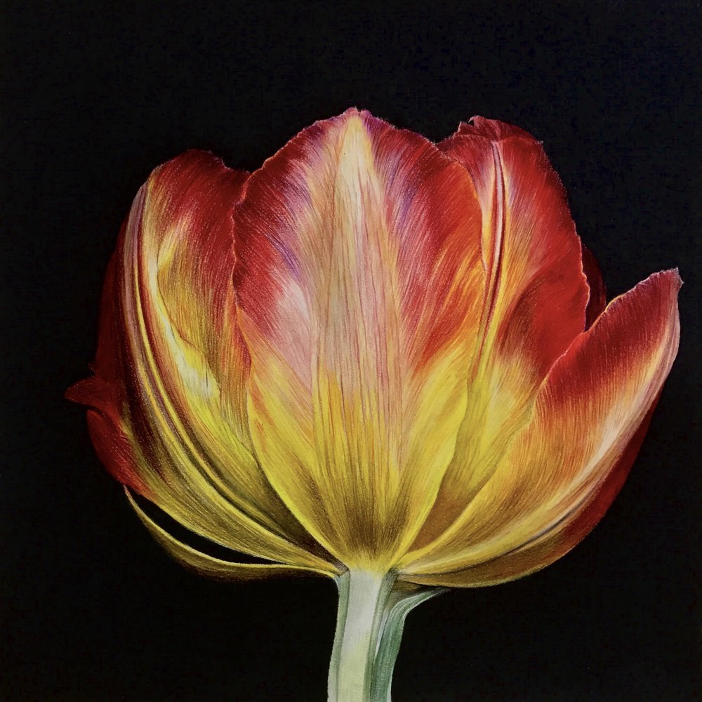 Tulip
10in*10in
Color pencil on paper 2017
SOLD