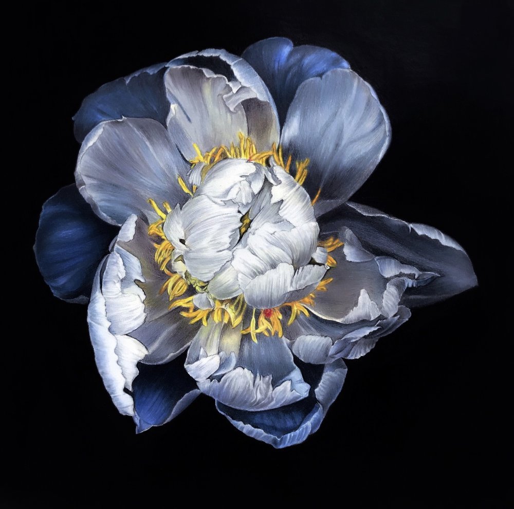 Peony
10in*10in
Color pencil on paper 2017
SOLD