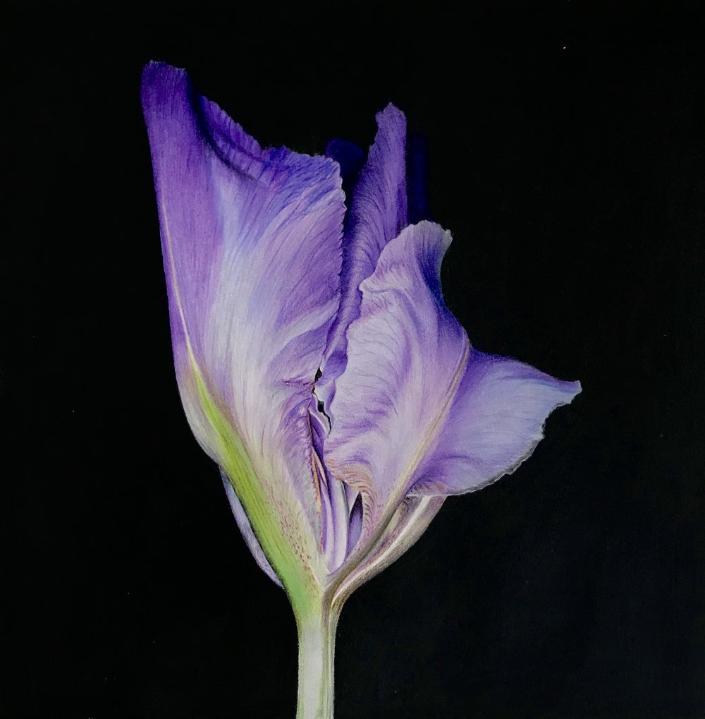 Iris
10in*10in
Color pencil on paper 2017
SOLD