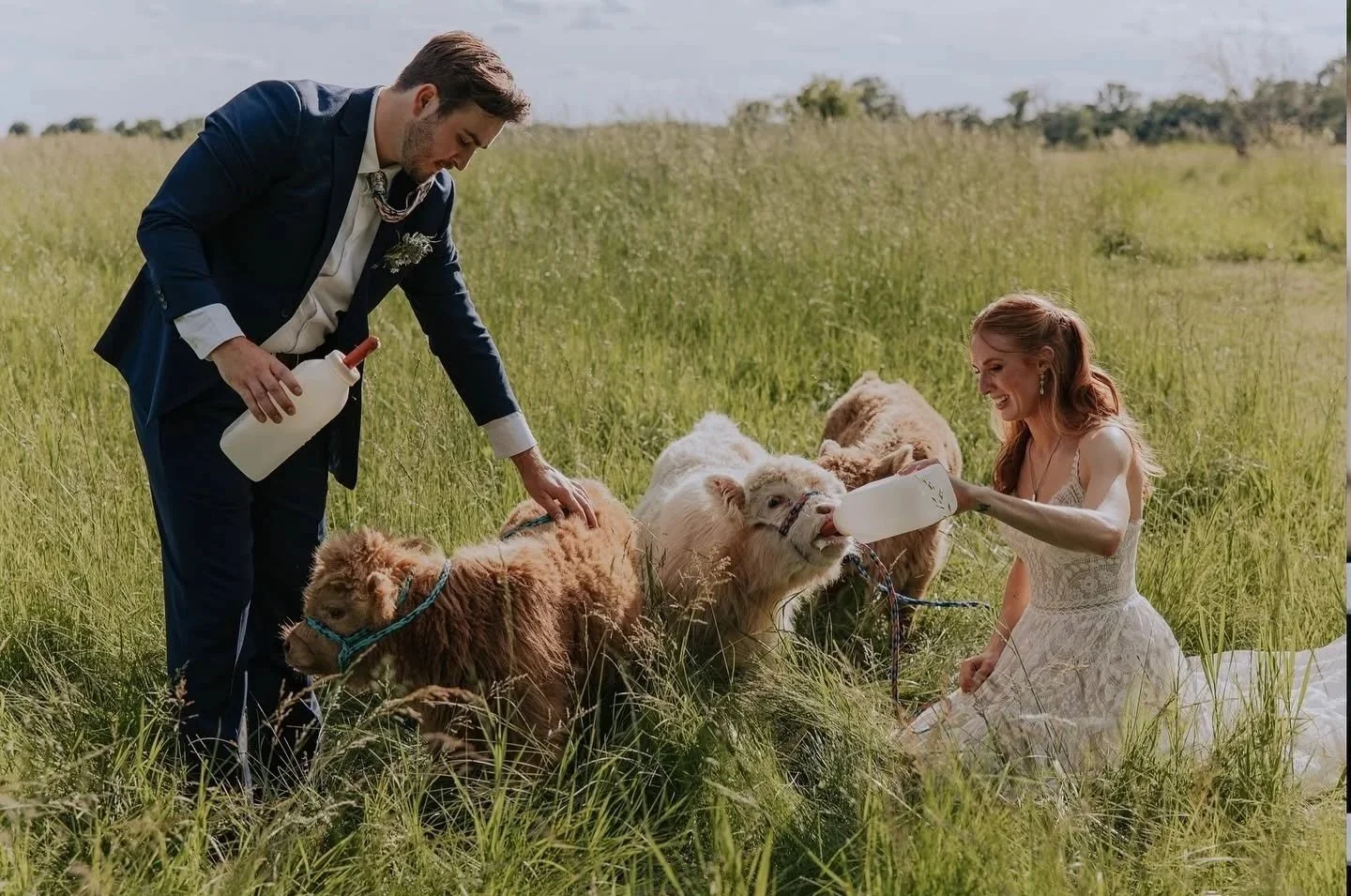 A couple in wedding attire feeding and watering cows in a grassy field during daytime.