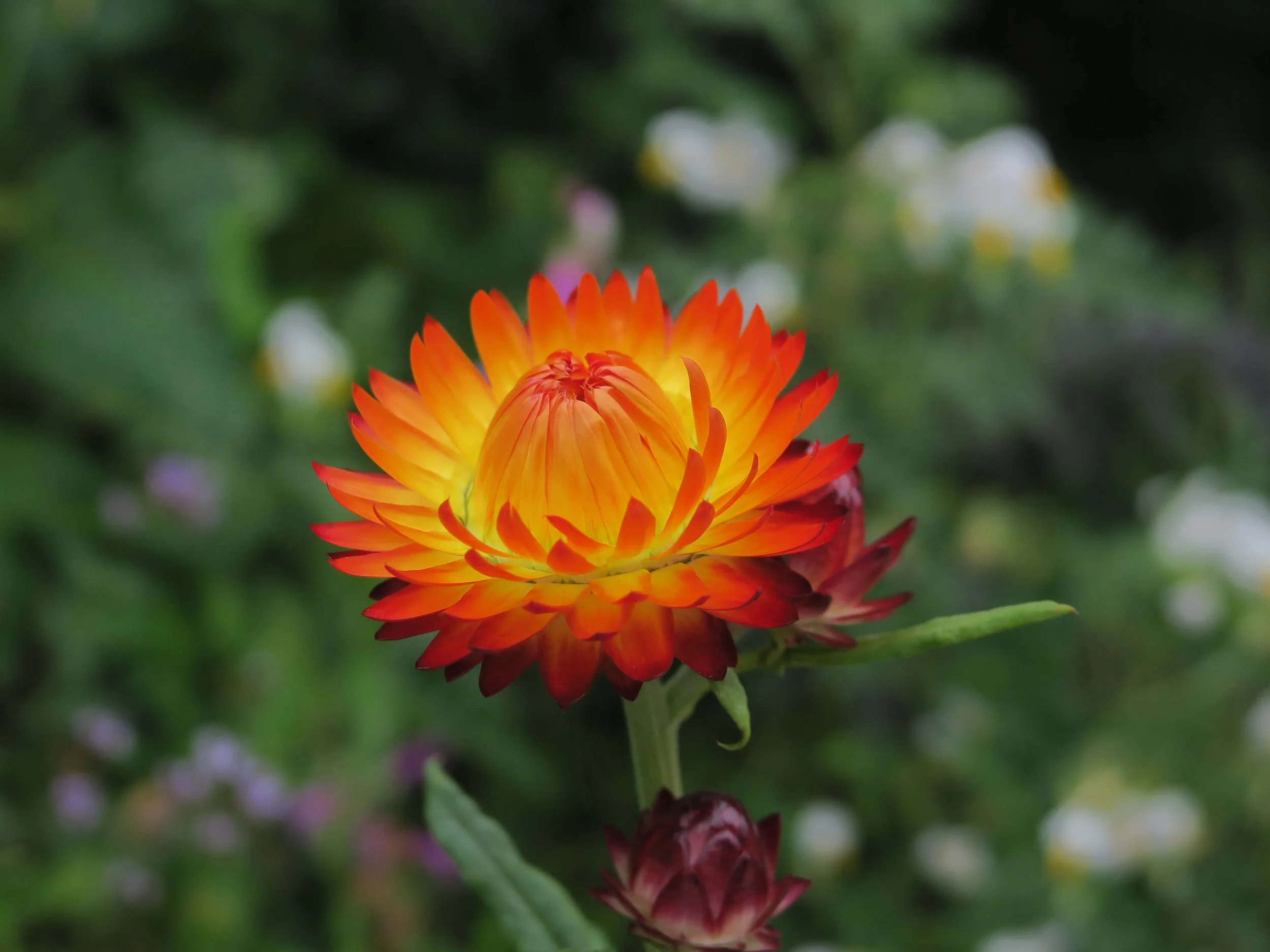 Jan Kettle Mass Flowers FP1.JPG