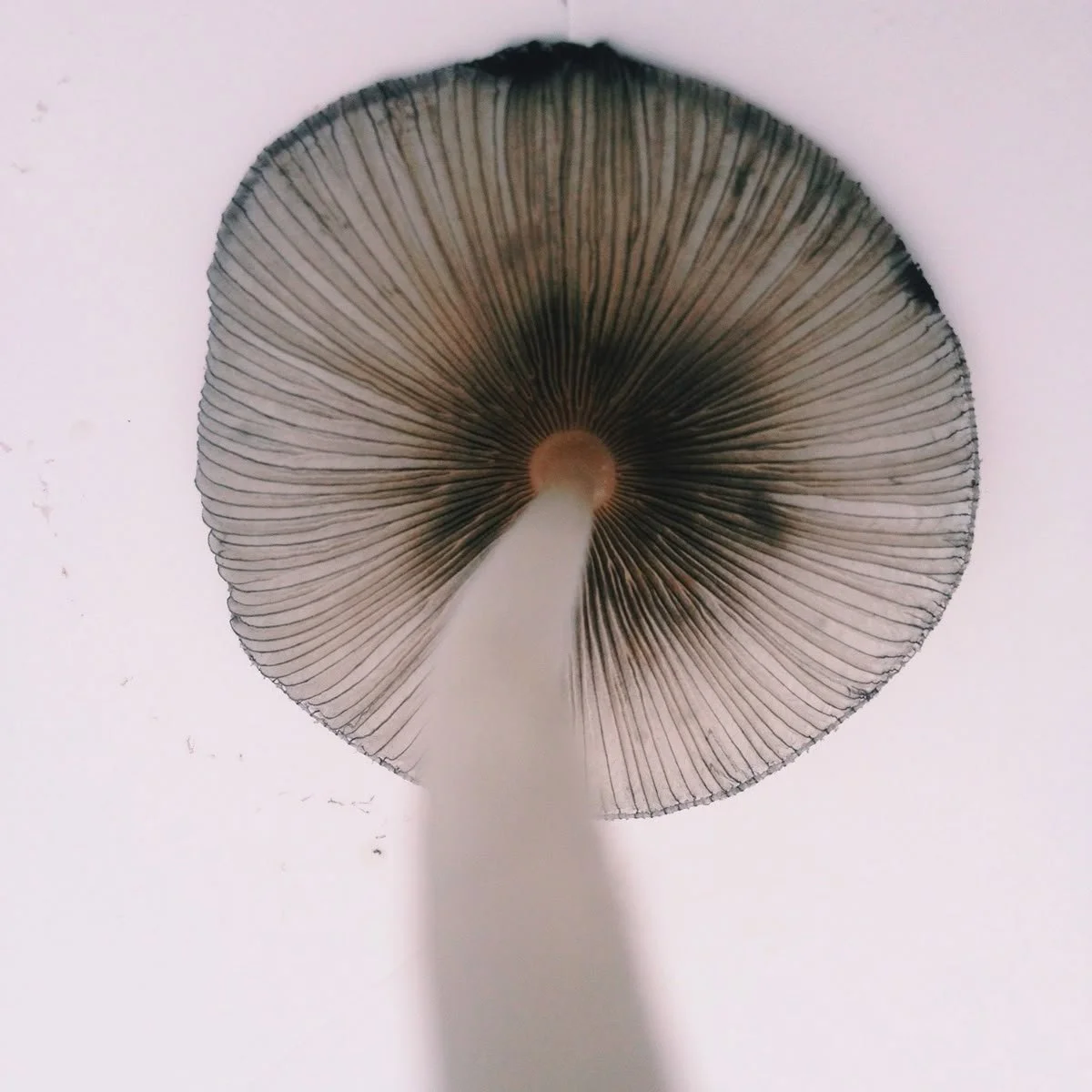 July 12 – Mercury Cazimi in Cancer