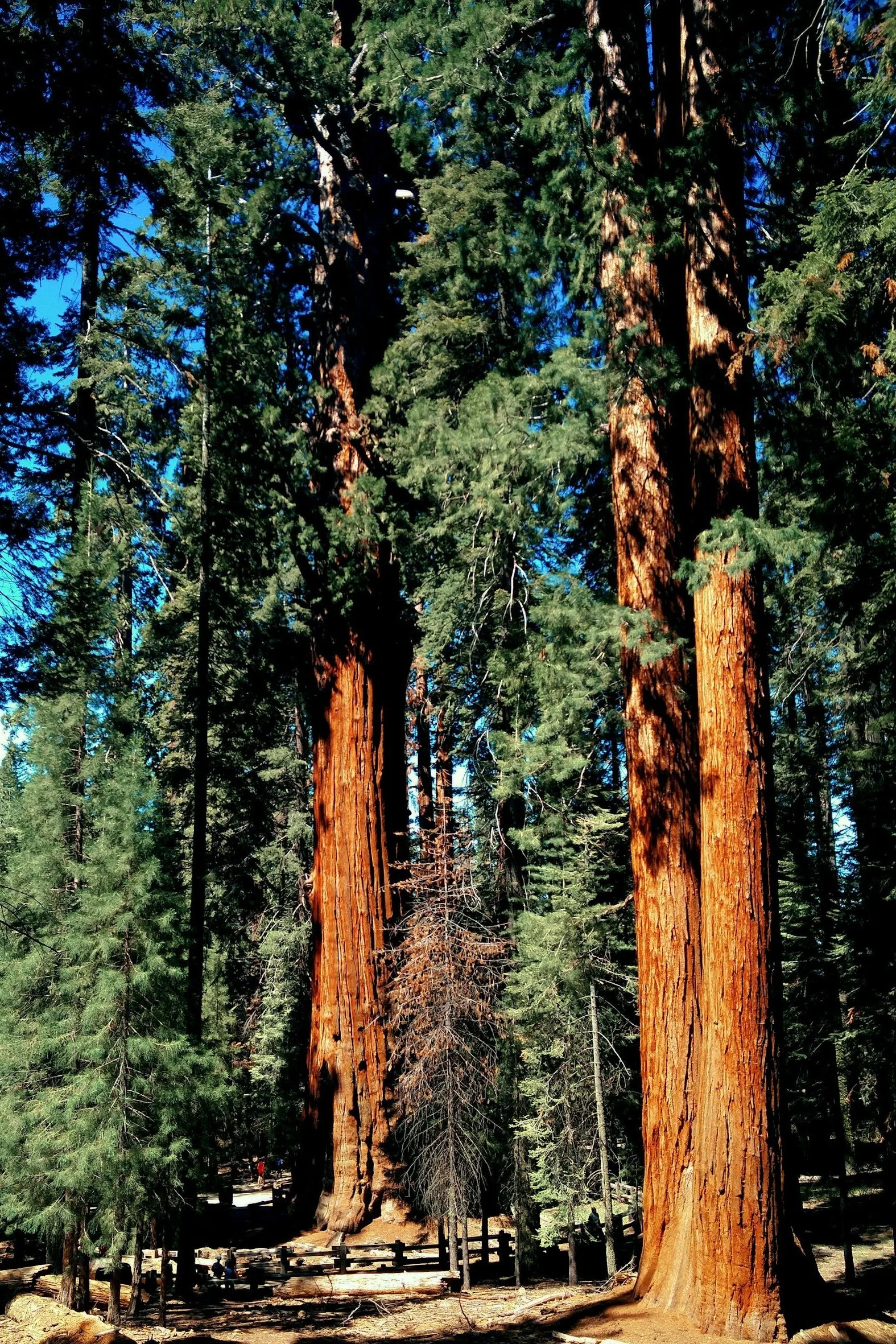 sequoia mental health